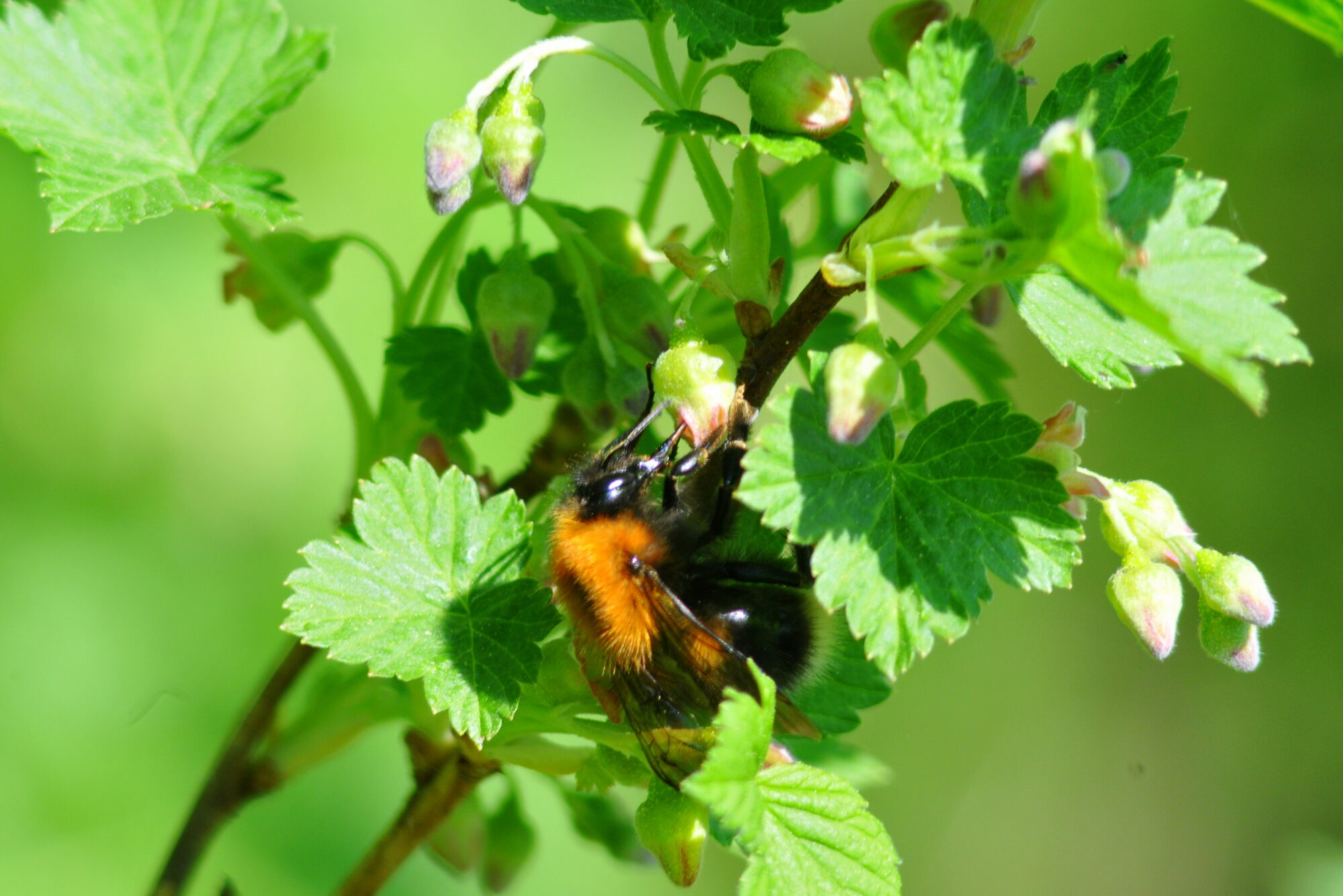 Valokuvaaja: Kaarlo Asikainen