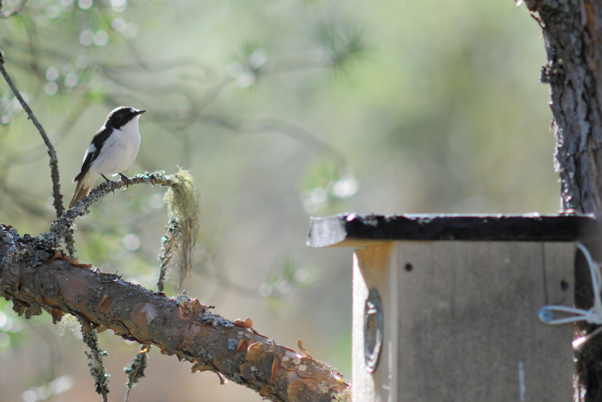 Valokuvaaja: Kaarlo Asikainen