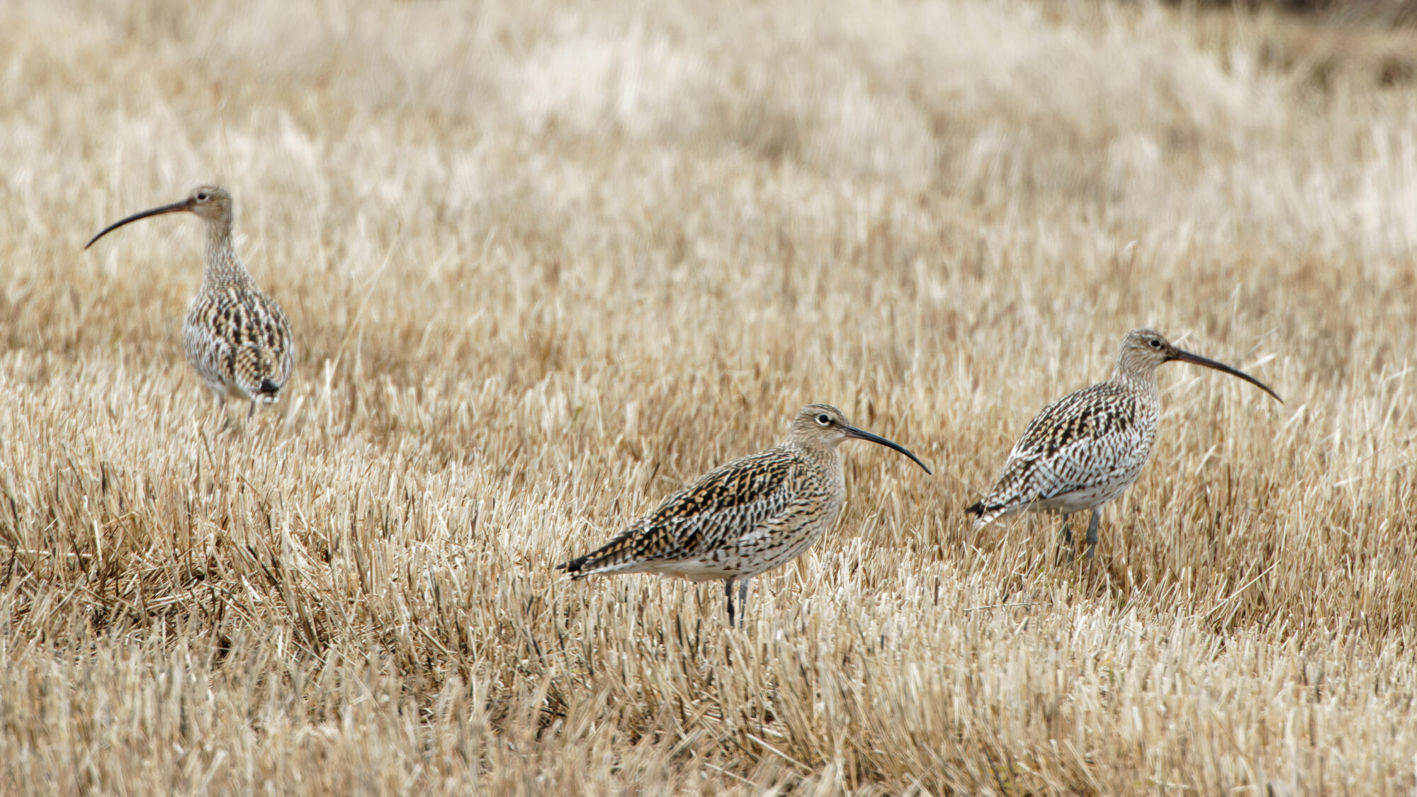 Valokuvaaja: TOMMI KUJALA