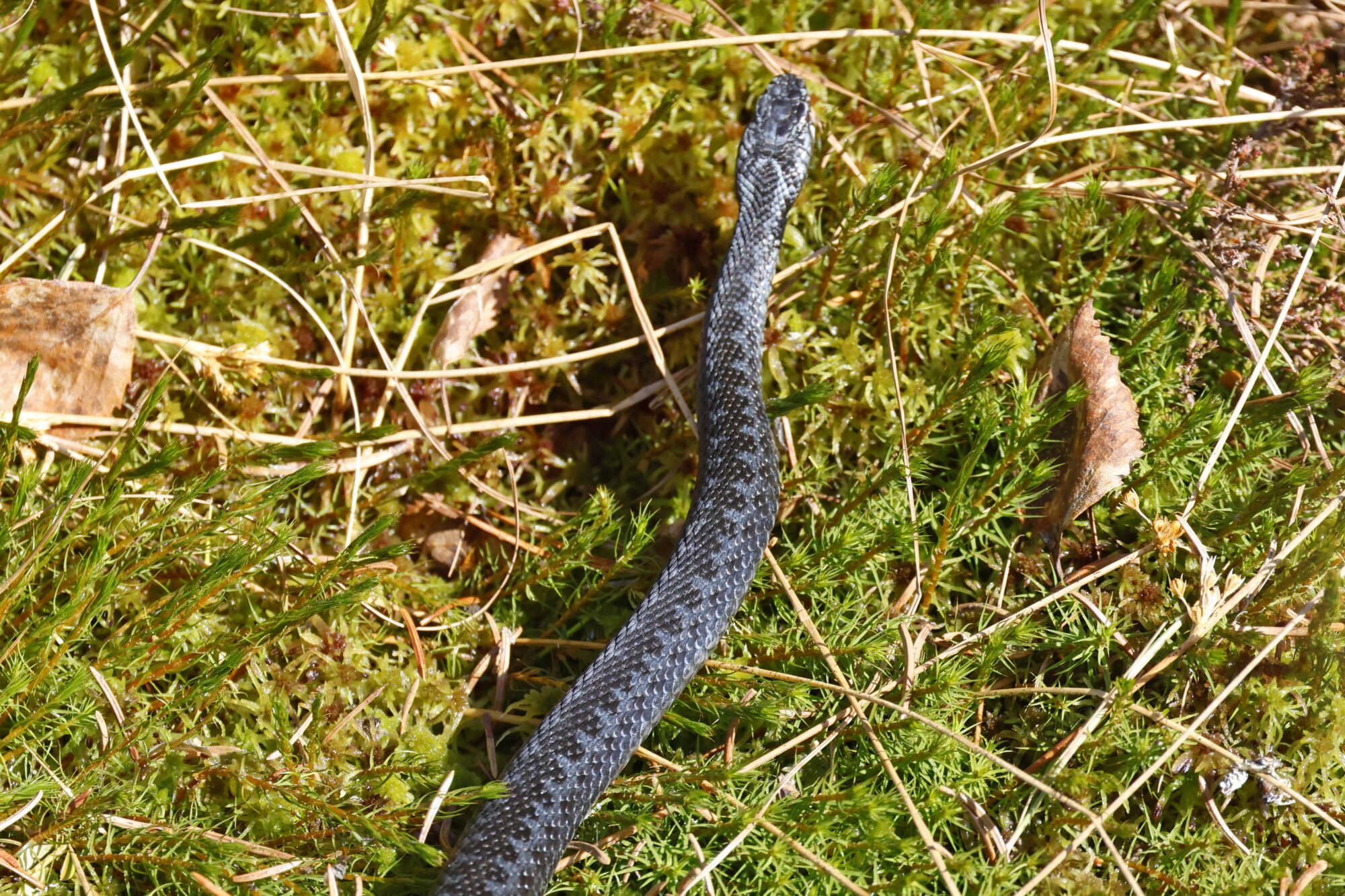 Valokuvaaja: TOMMI KUJALA Valokuvaaja: TOMMI KUJALA