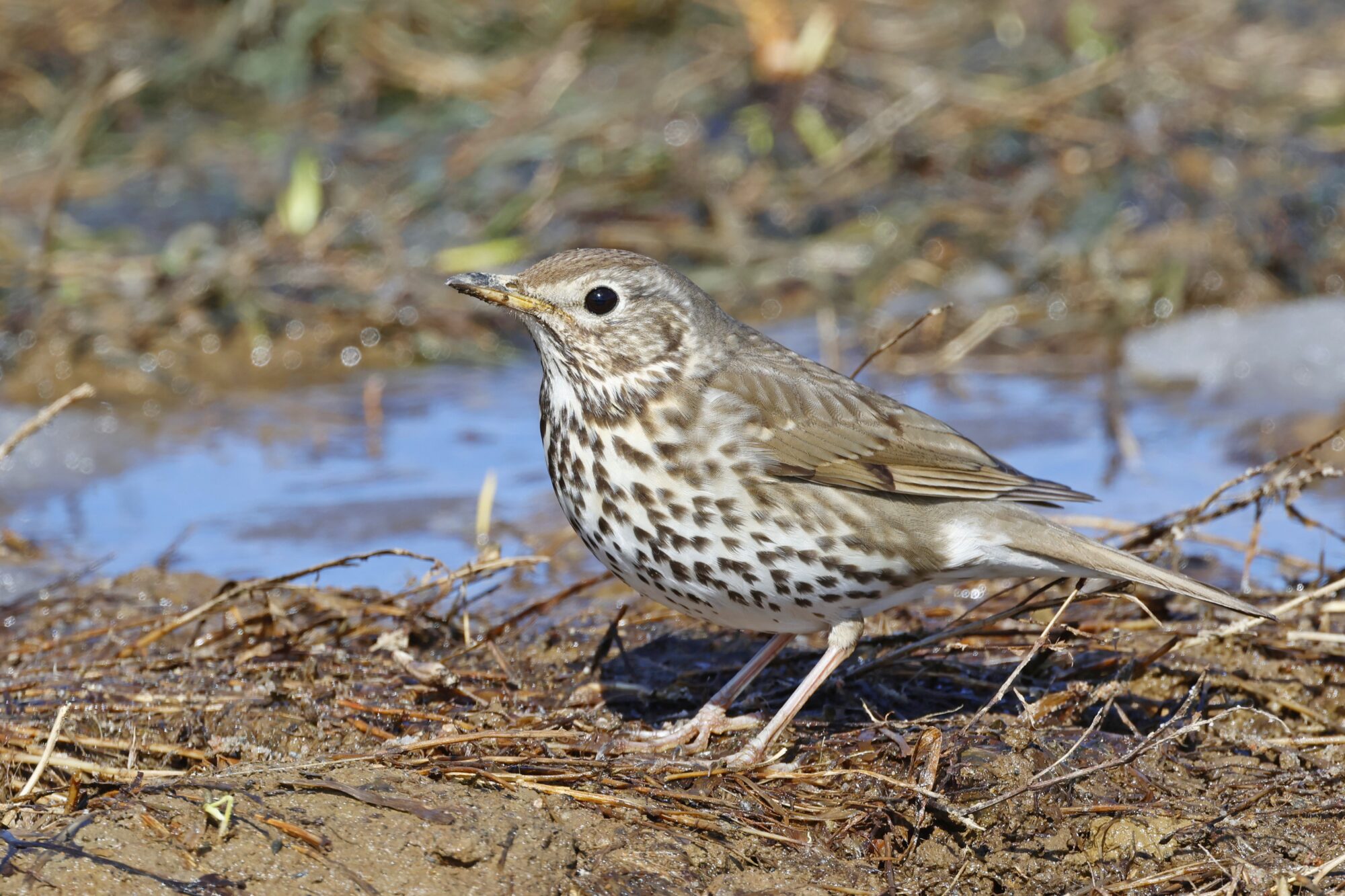 Valokuvaaja: TOMMI KUJALA