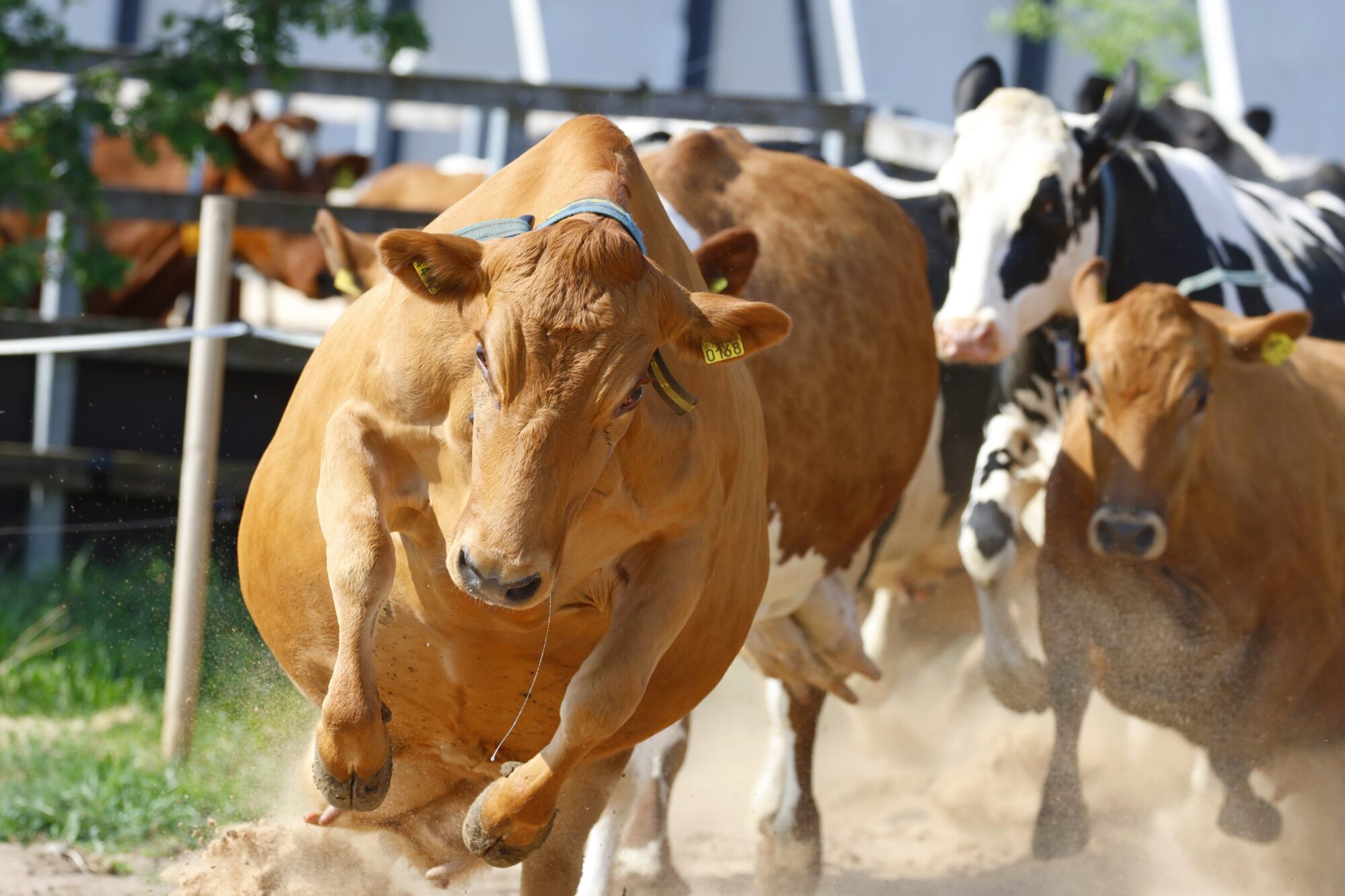 Valokuvaaja: TOMMI KUJALA Valokuvaaja: TOMMI KUJALA