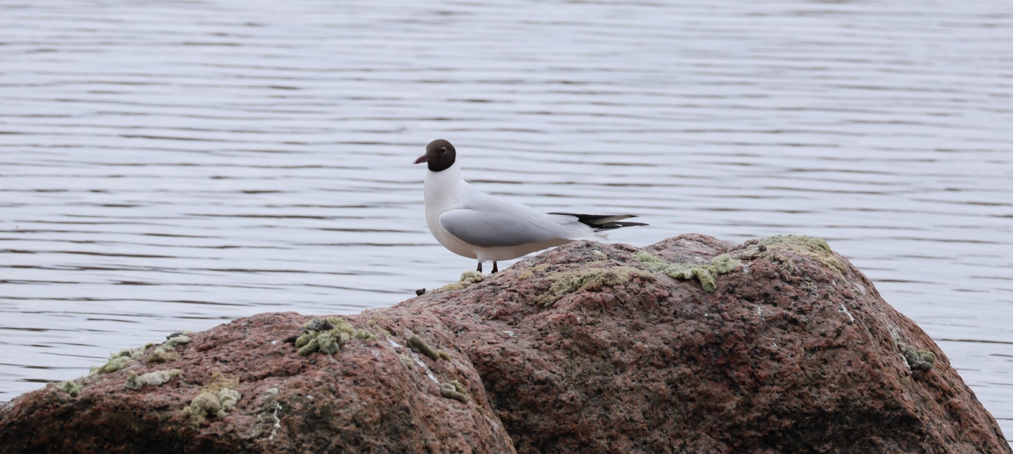 Valokuvaaja: Armi Järvinen