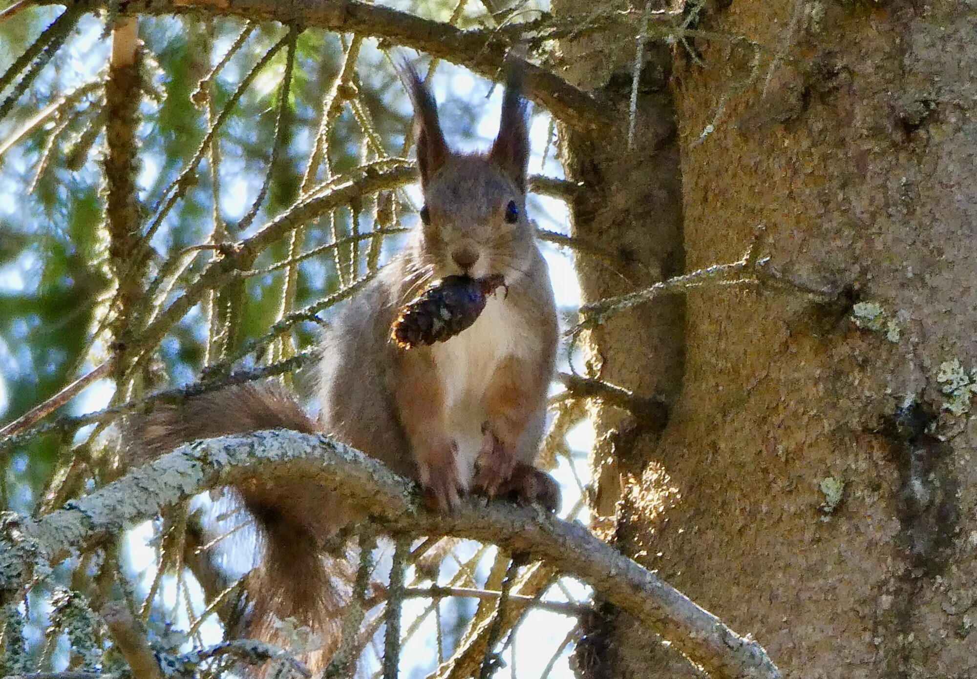 Valokuvaaja: Liisa Niiva-Korpela