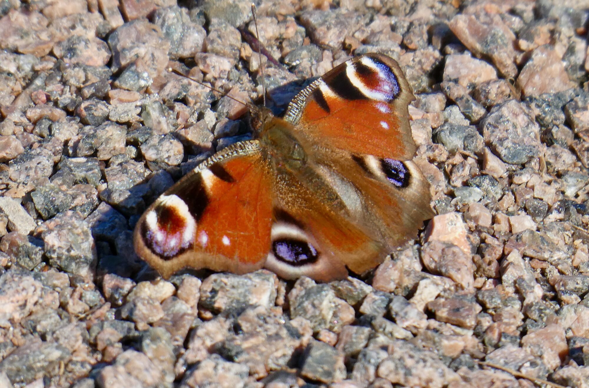 Valokuvaaja: Liisa Niiva-Korpela