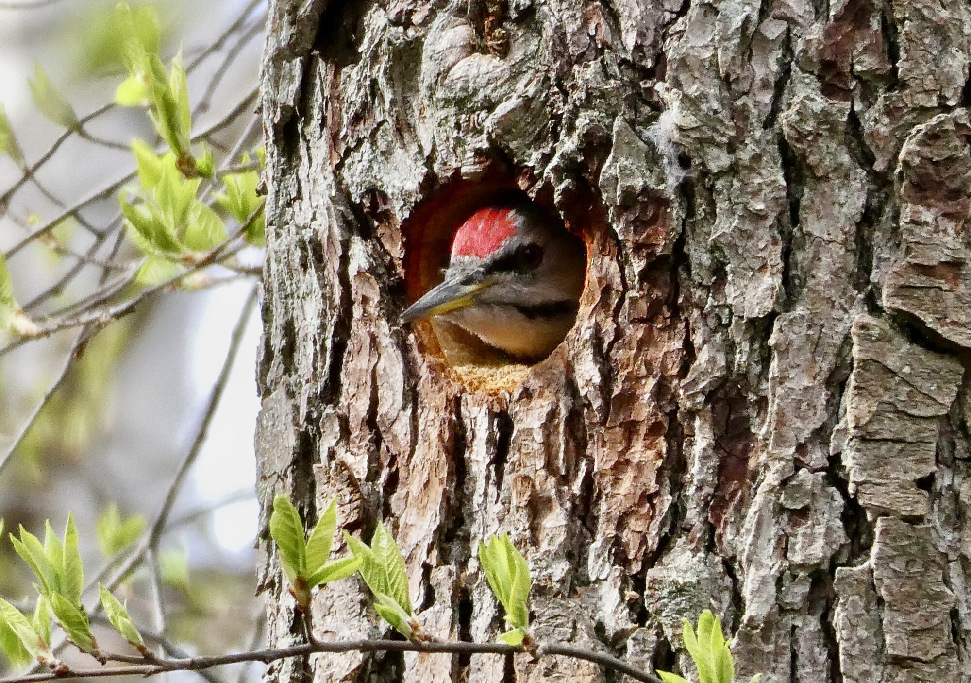 Valokuvaaja: Liisa Niiva-Korpela