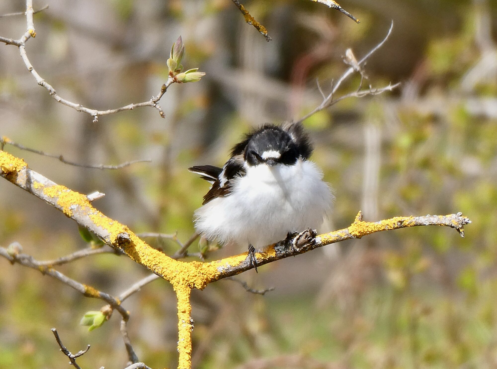 Valokuvaaja: Liisa Niiva-Korpela