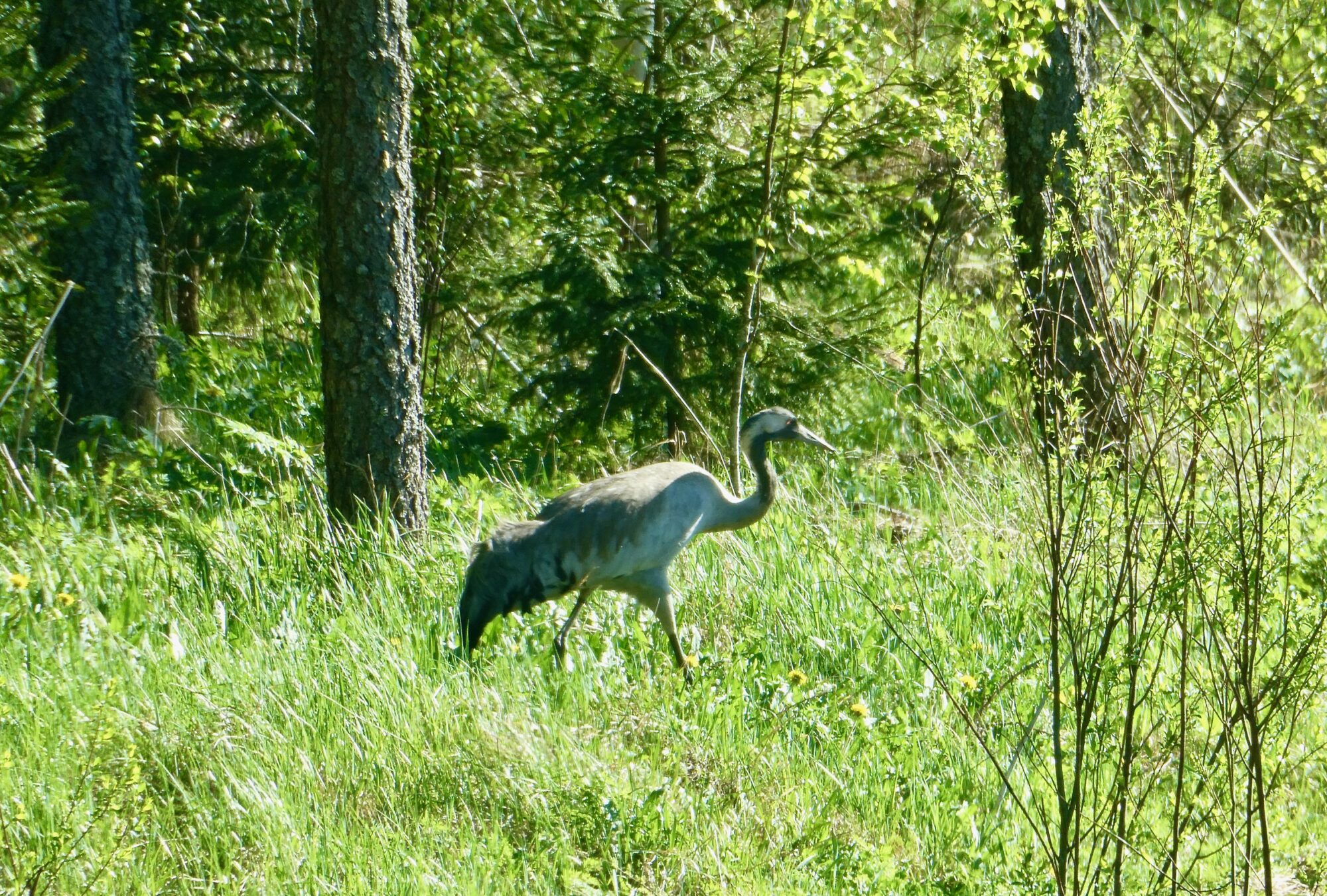 Valokuvaaja: Liisa Niiva-Korpela