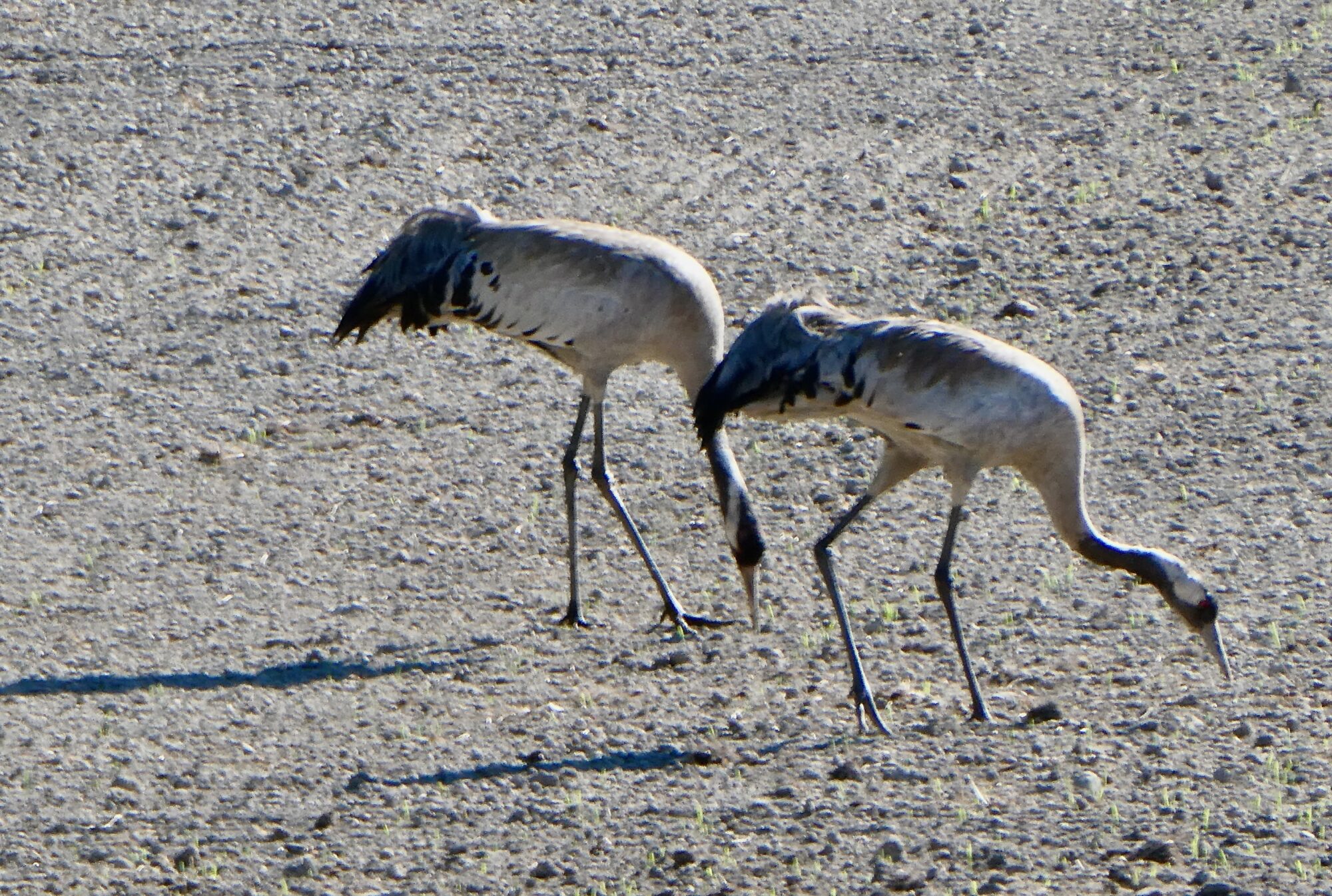 Valokuvaaja: Liisa Niiva-Korpela