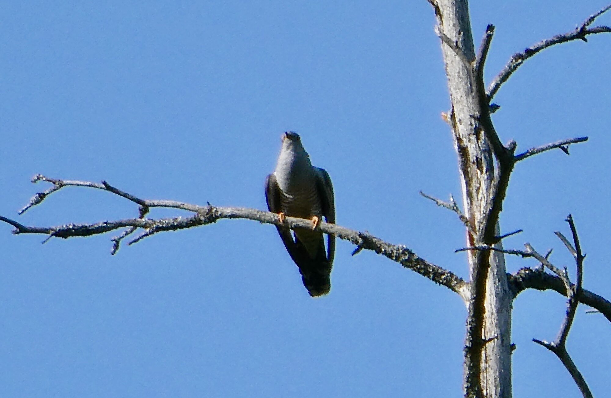 Valokuvaaja: Liisa Niiva-Korpela