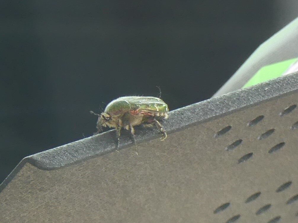 Valokuvaaja: Arja K Valokuvaaja: Arja K