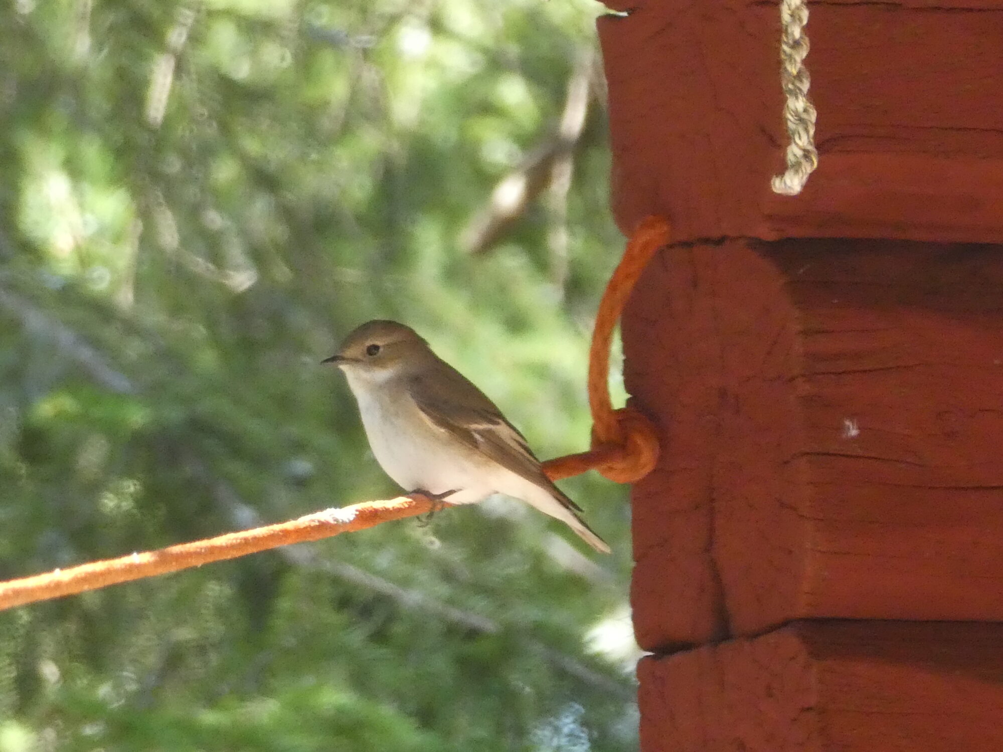 Valokuvaaja: Anja Mustamaa