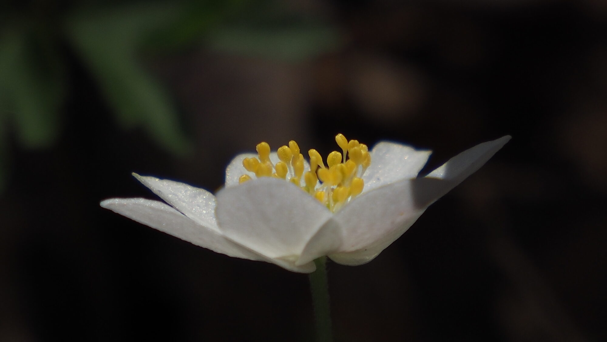 Valokuvaaja: Arja Valtonen