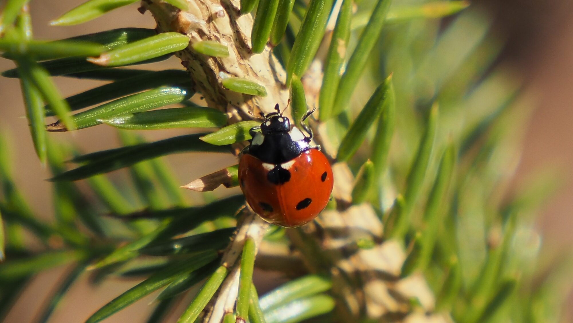 Valokuvaaja: Arja Valtonen