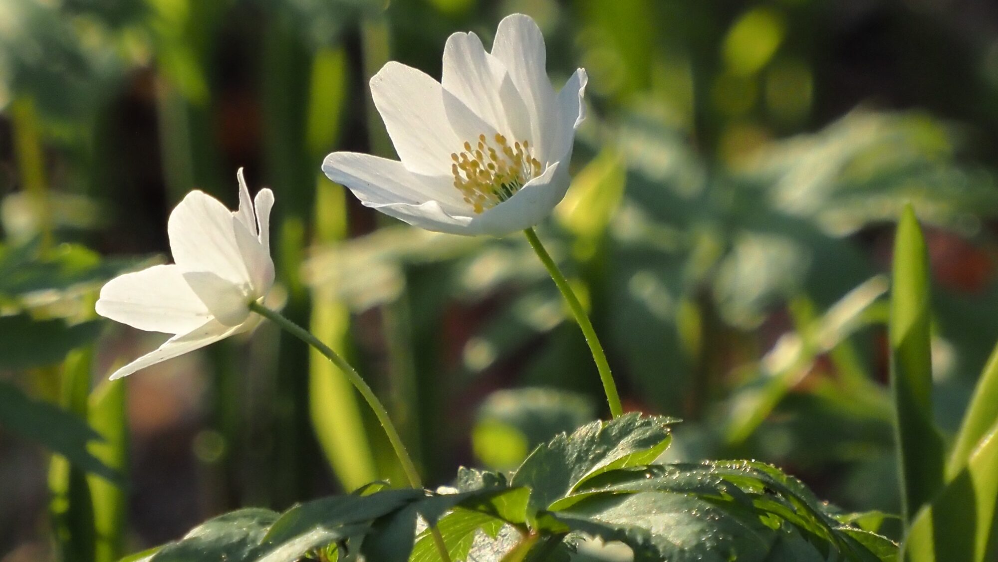 Valokuvaaja: Arja Valtonen