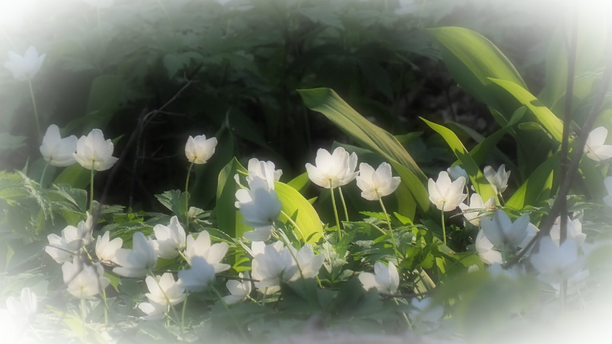 Valokuvaaja: Martti Valtonen