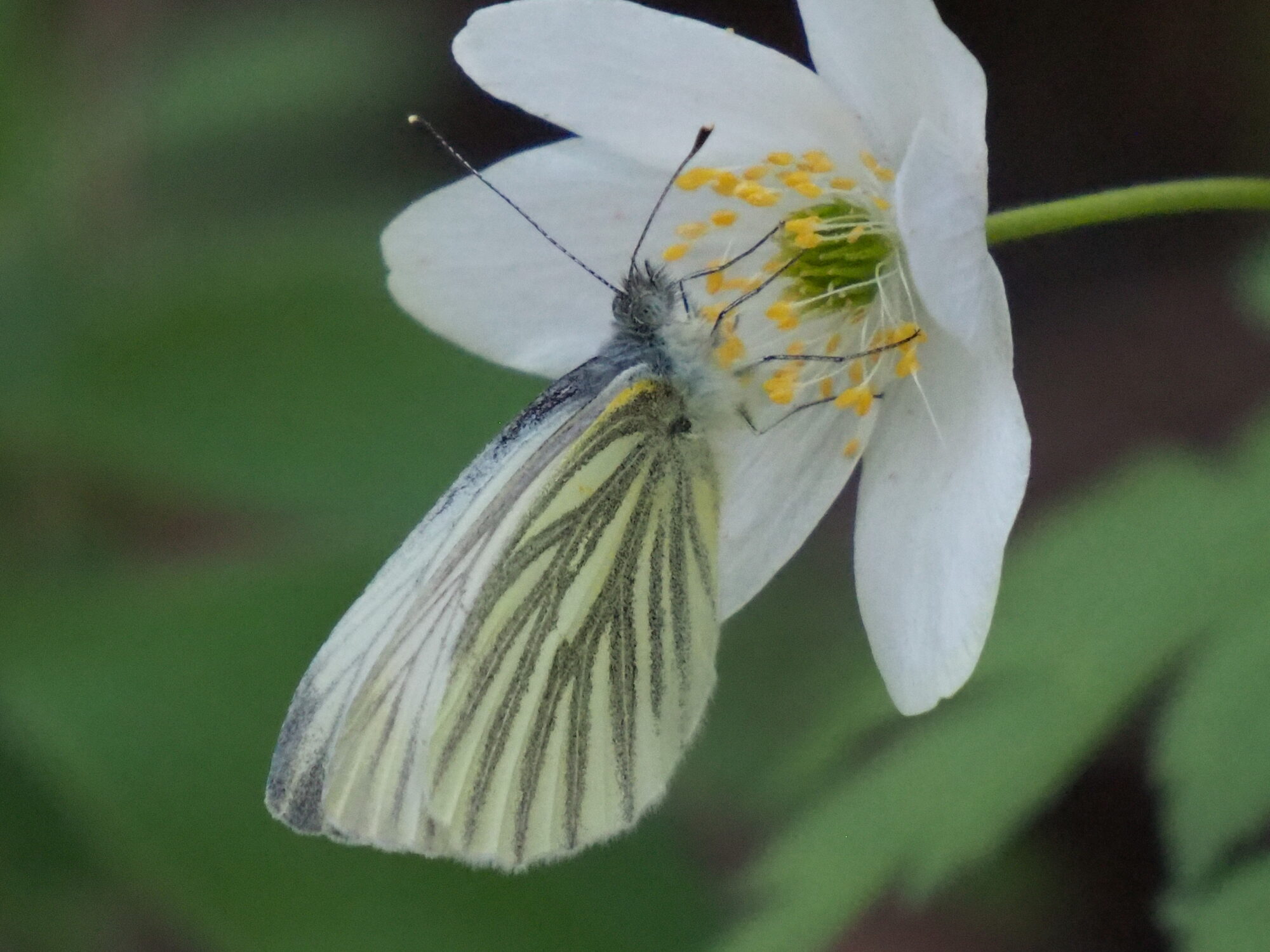 Valokuvaaja: Martti Valtonen