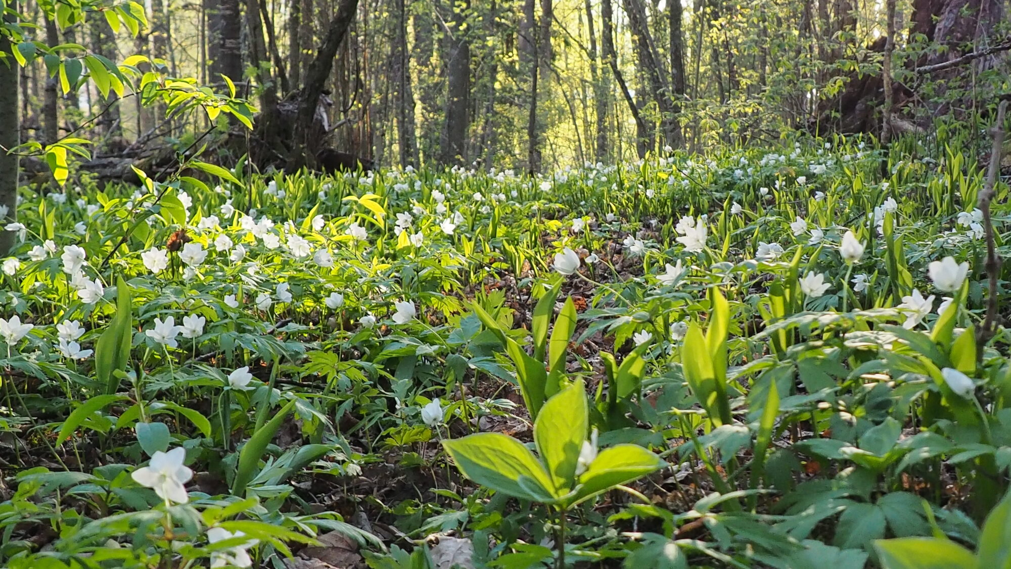 Valokuvaaja: Martti Valtonen Valokuvaaja: Martti Valtonen