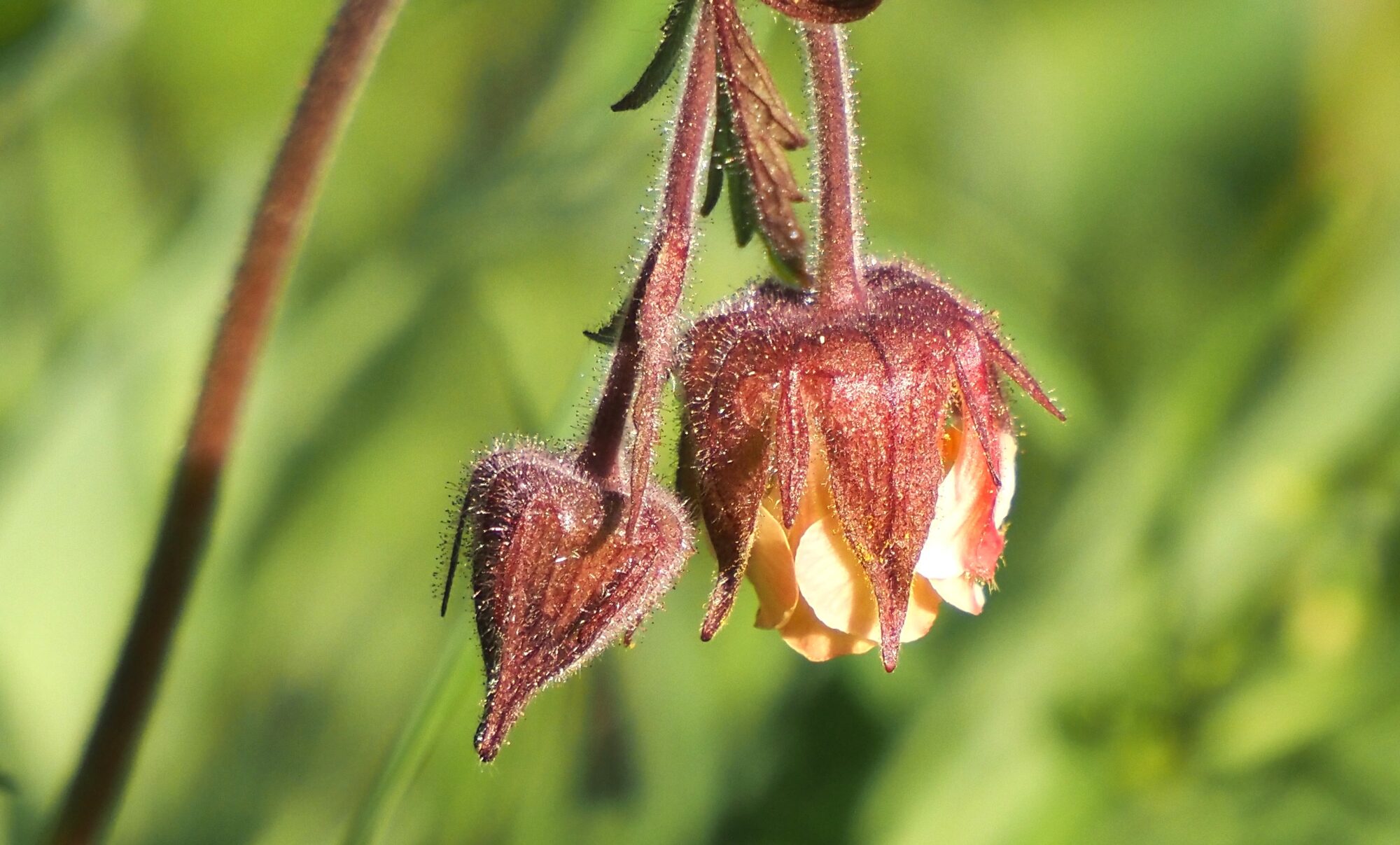 Valokuvaaja: Arja Valtonen