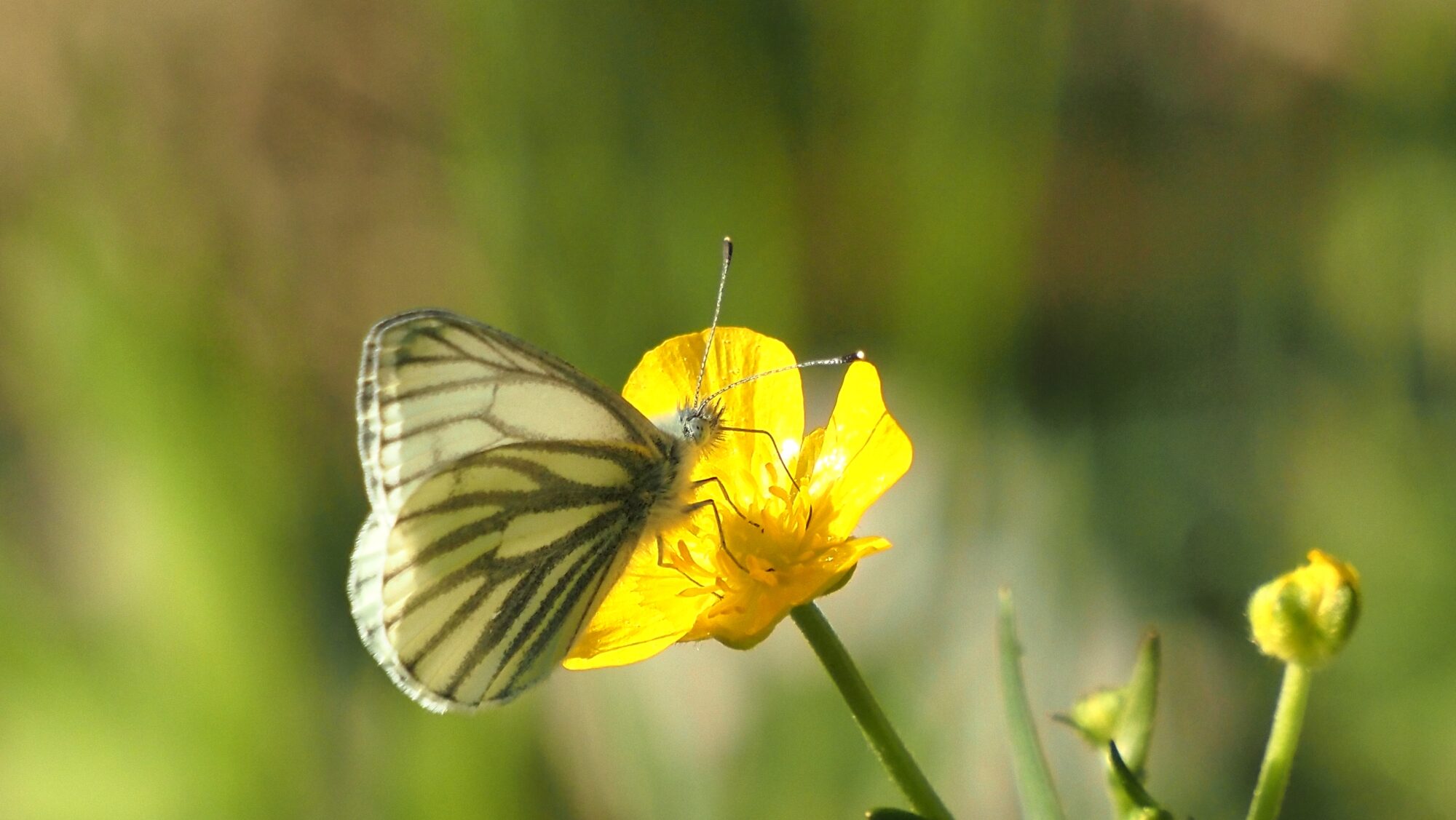 Valokuvaaja: Arja Valtonen Valokuvaaja: Arja Valtonen