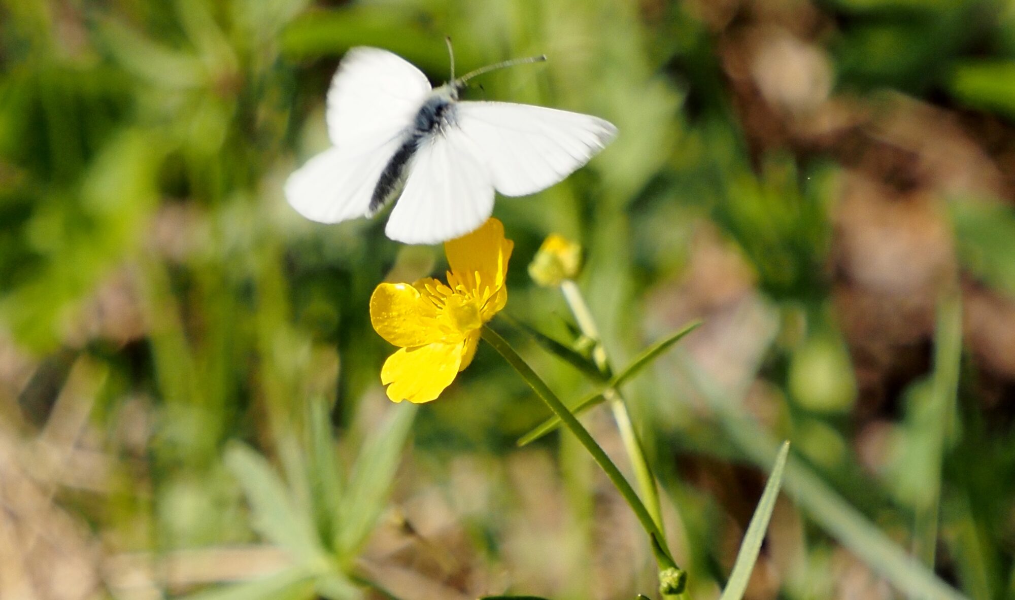 Valokuvaaja: Arja Valtonen
