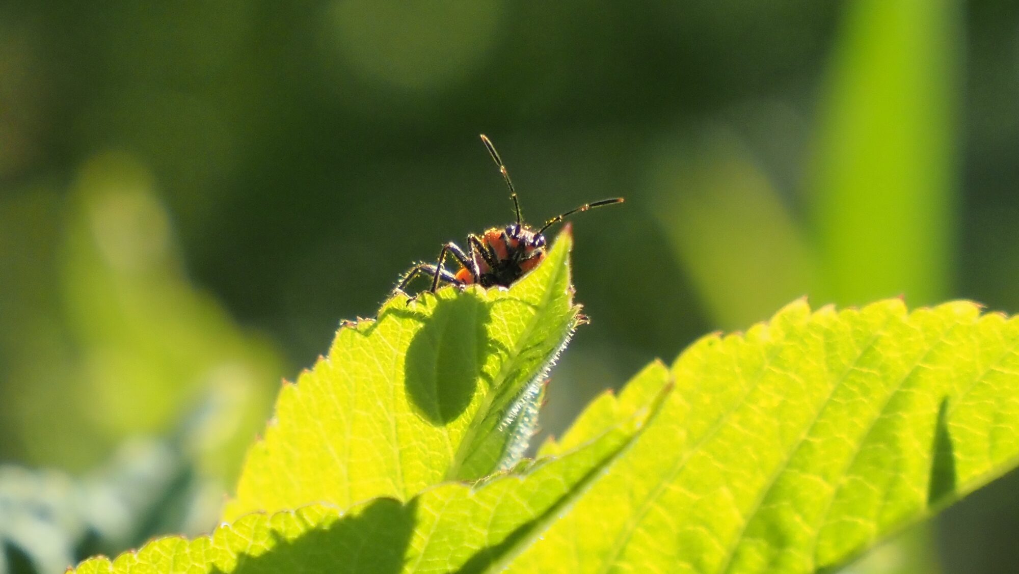 Valokuvaaja: Arja Valtonen