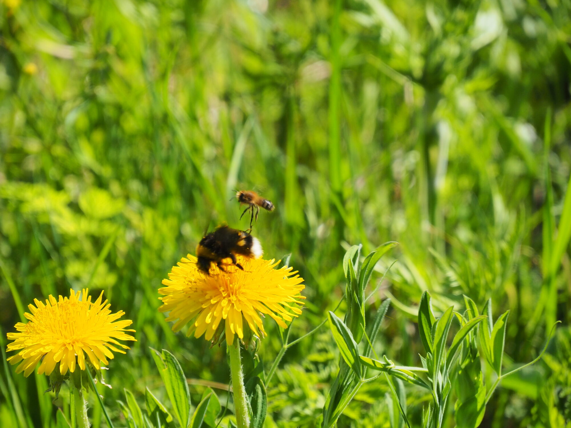 Valokuvaaja: Martti Valtonen