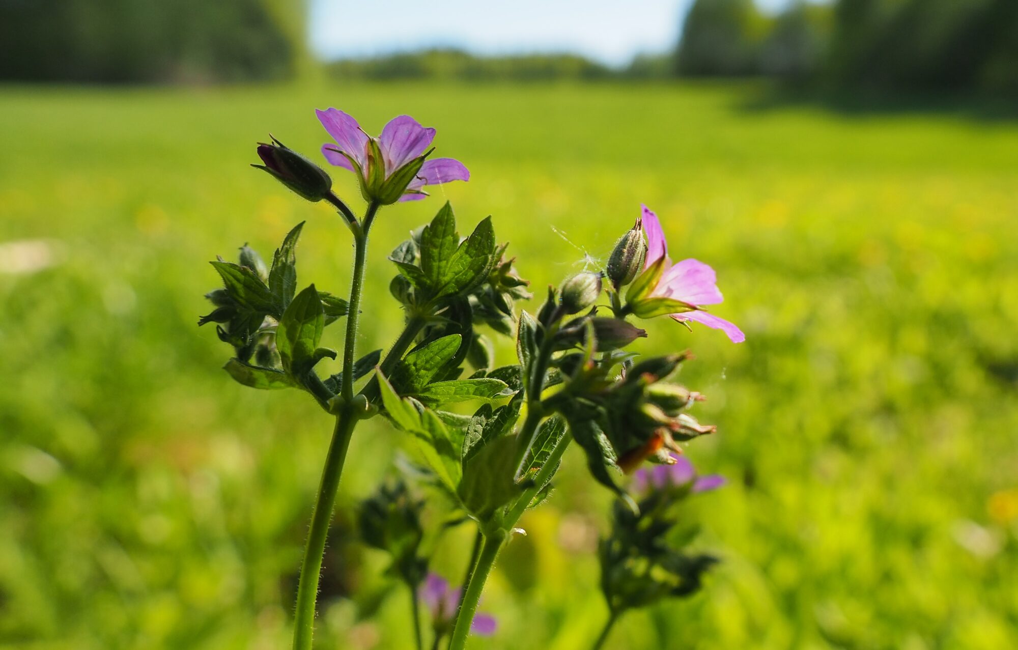 Valokuvaaja: Martti Valtonen