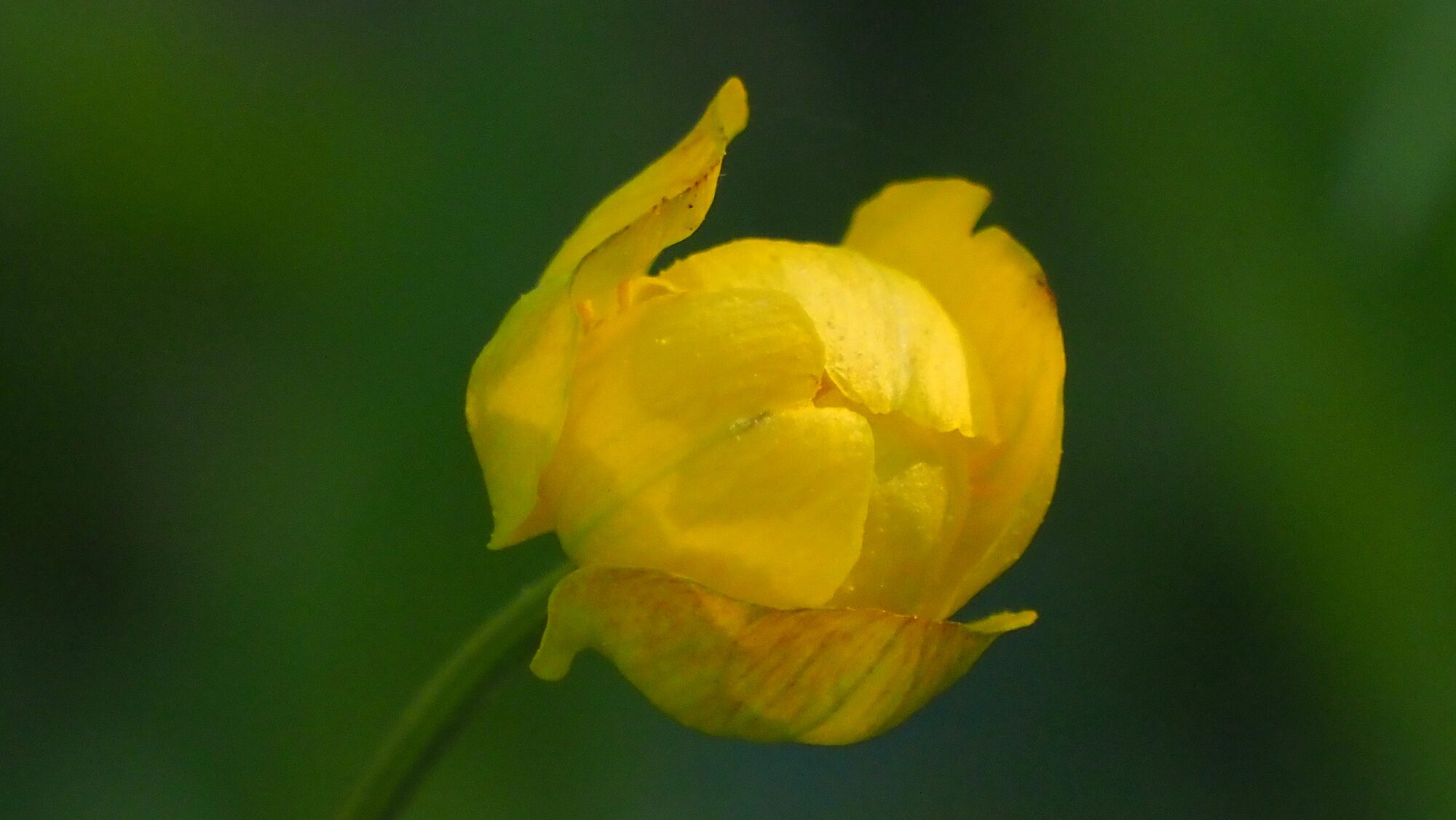 Valokuvaaja: Arja Valtonen