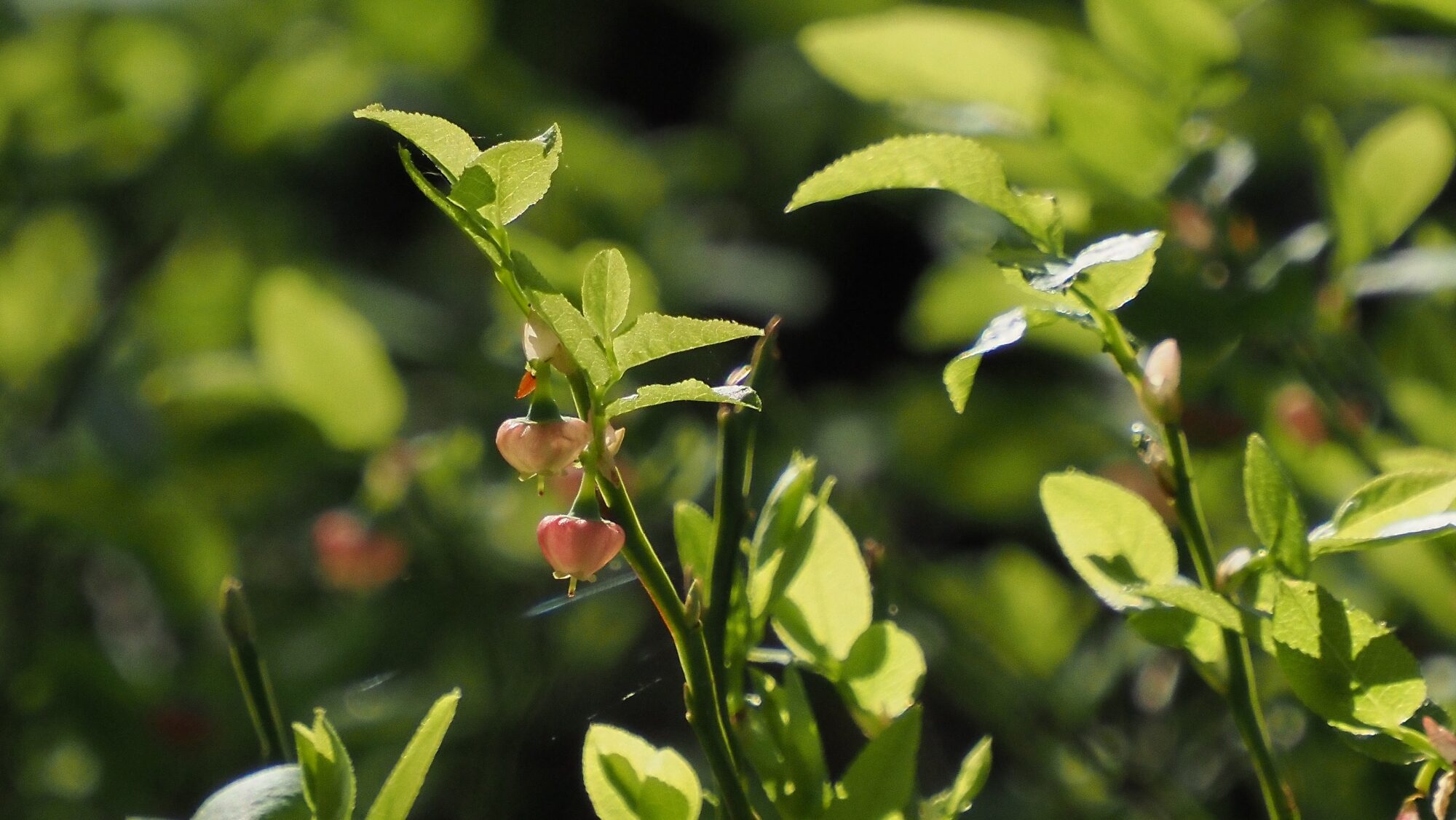 Valokuvaaja: Arja Valtonen