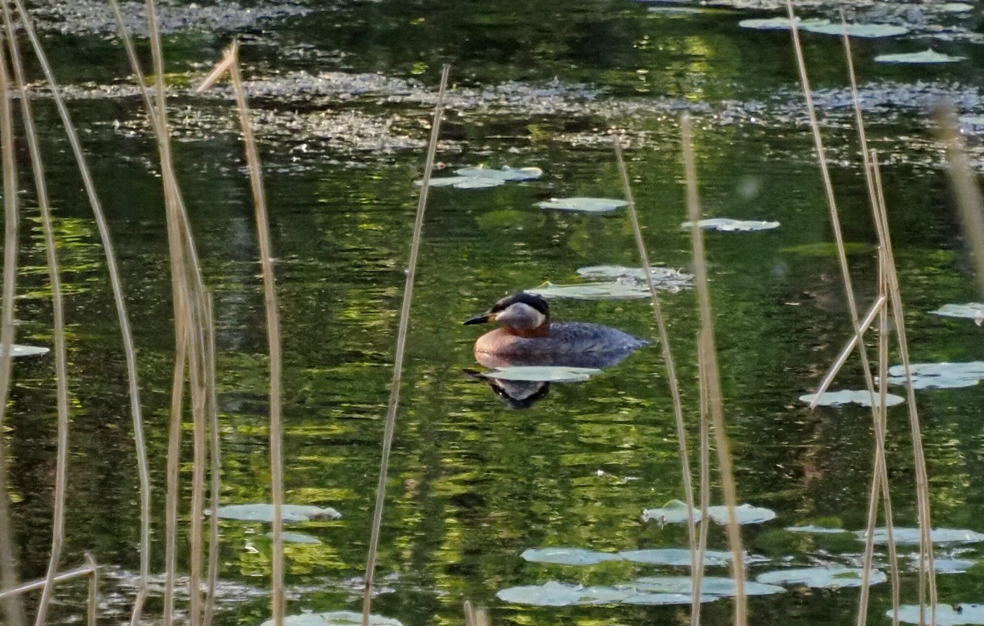 Valokuvaaja: Arja Valtonen