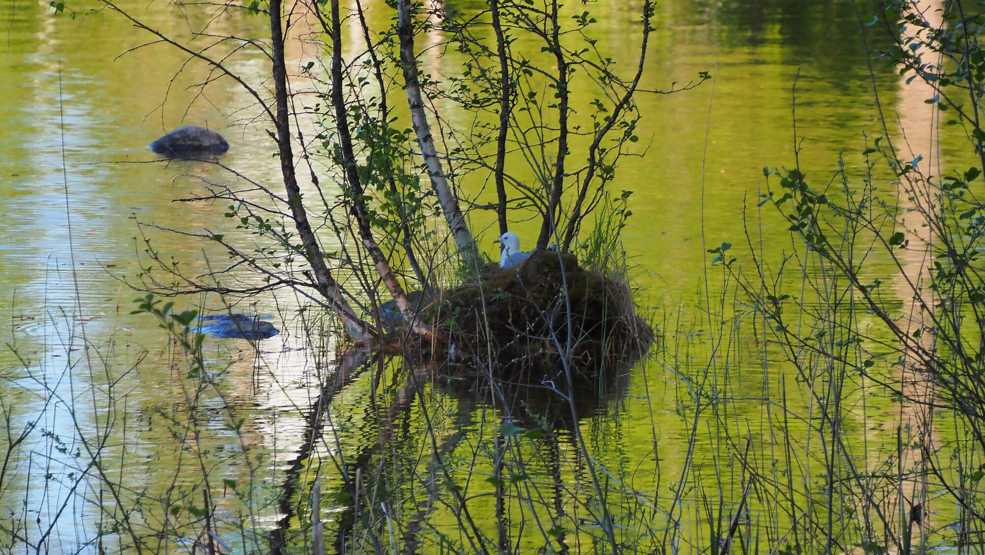 Valokuvaaja: Arja Valtonen