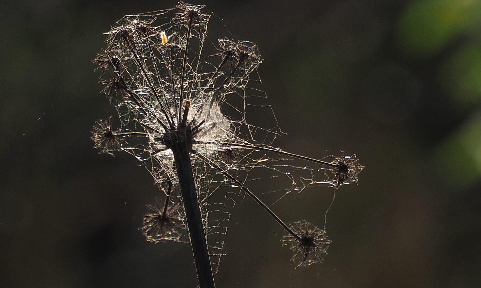 Valokuvaaja: Arja Valtonen