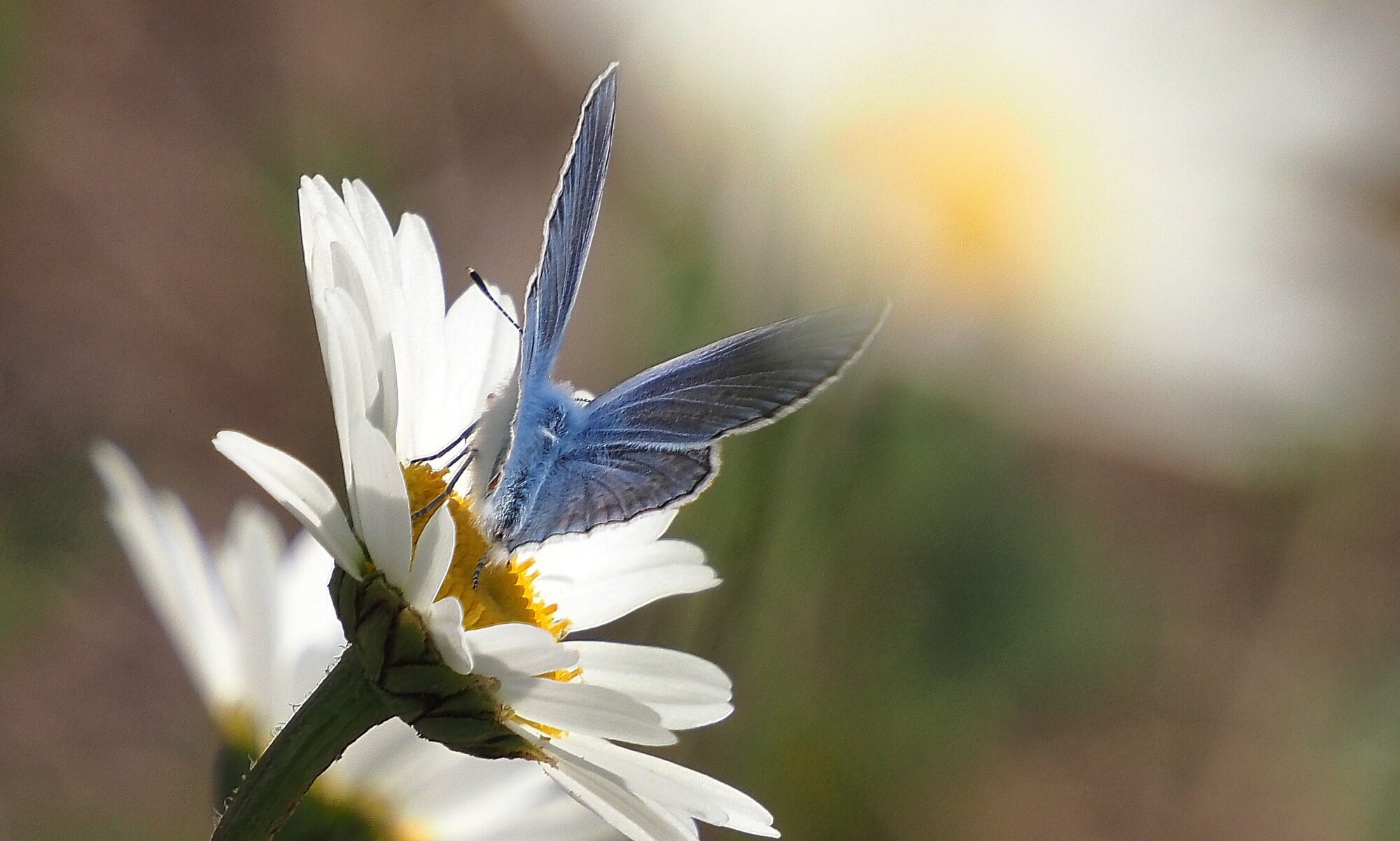 Valokuvaaja: Arja Valtonen