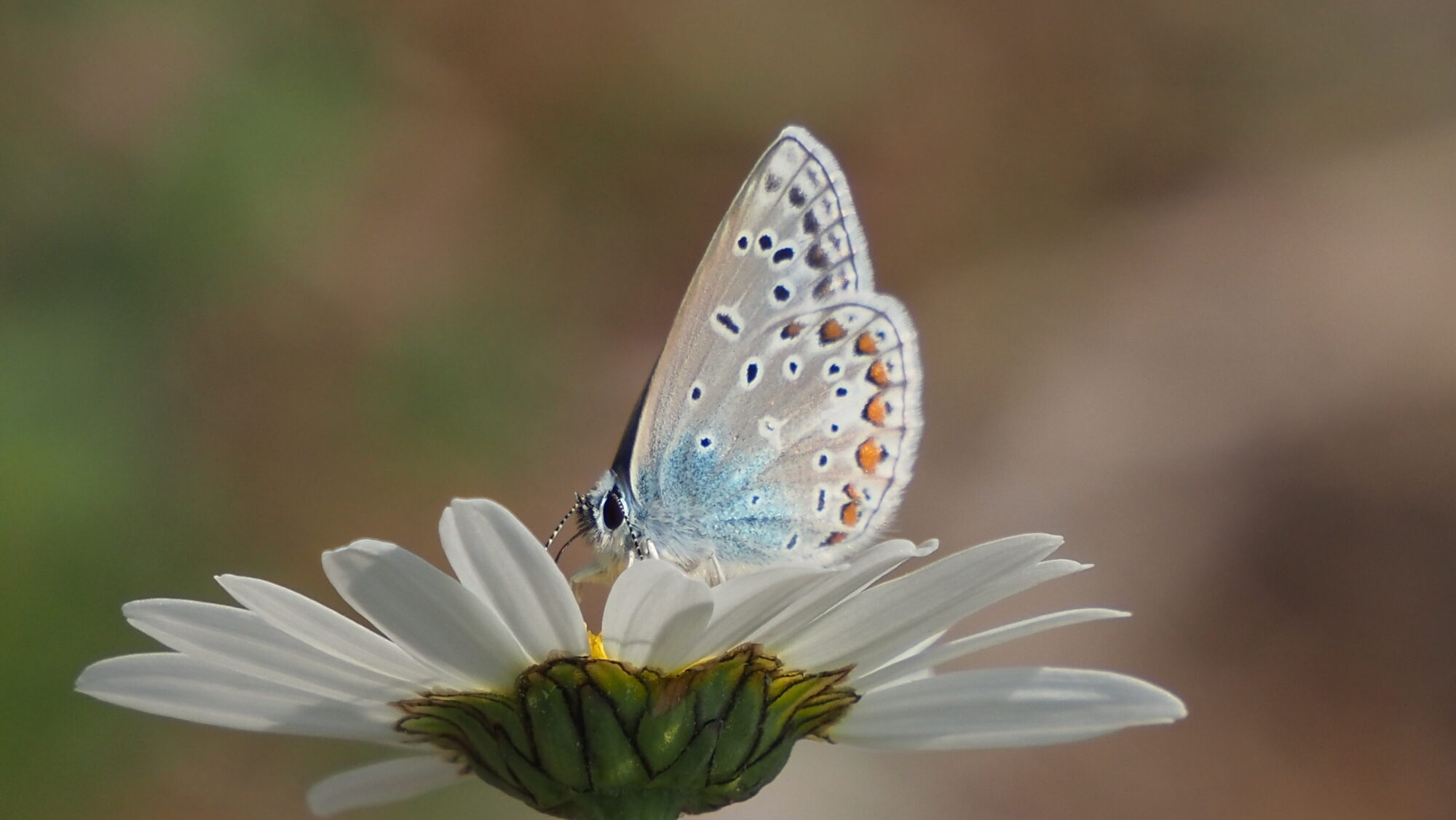 Valokuvaaja: Arja Valtonen