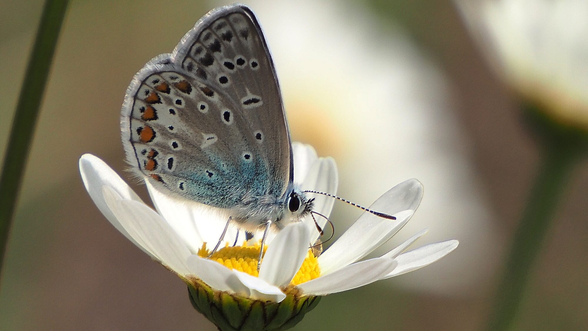 Valokuvaaja: Arja Valtonen Valokuvaaja: Arja Valtonen