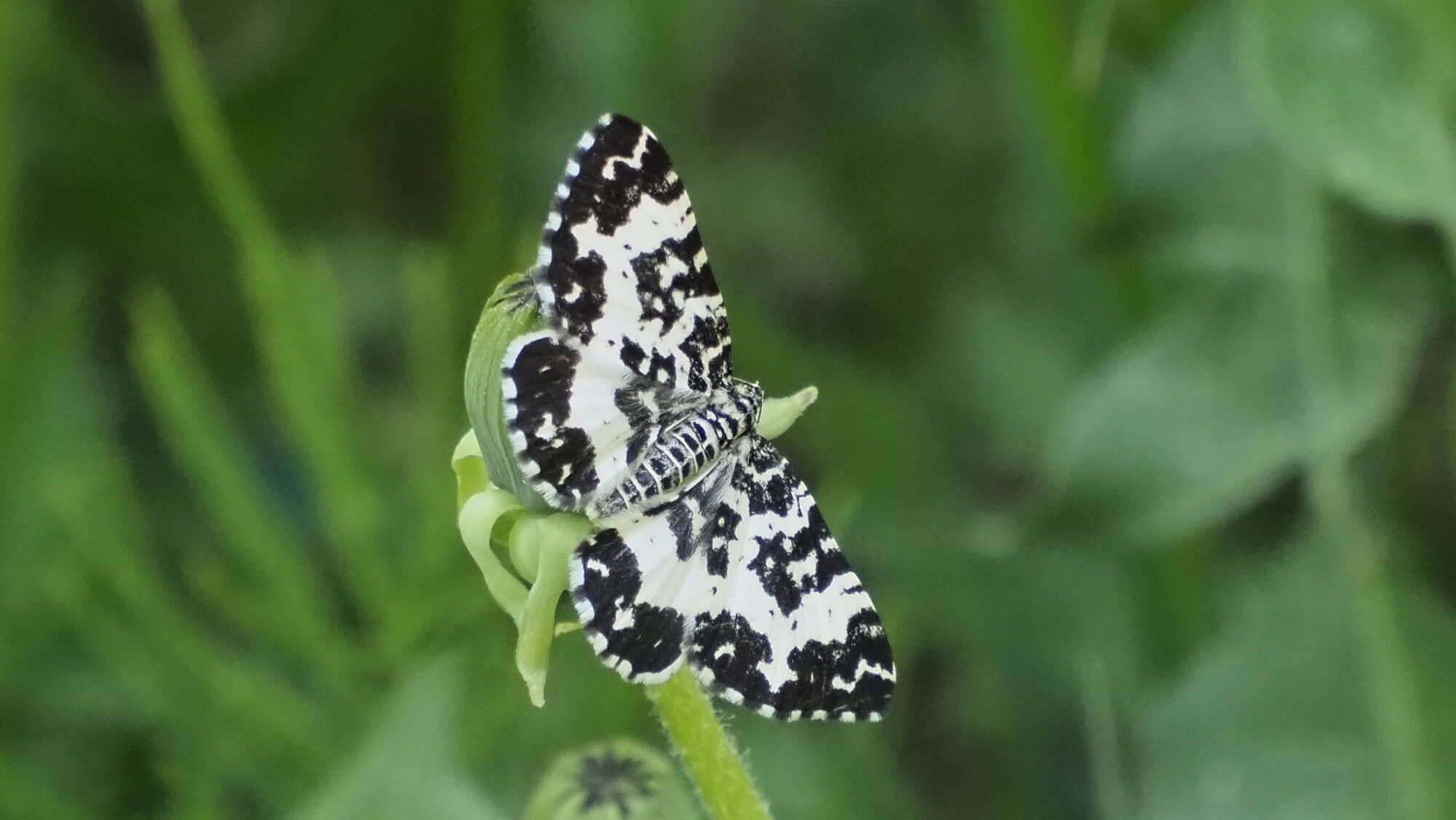 Valokuvaaja: Arja Valtonen