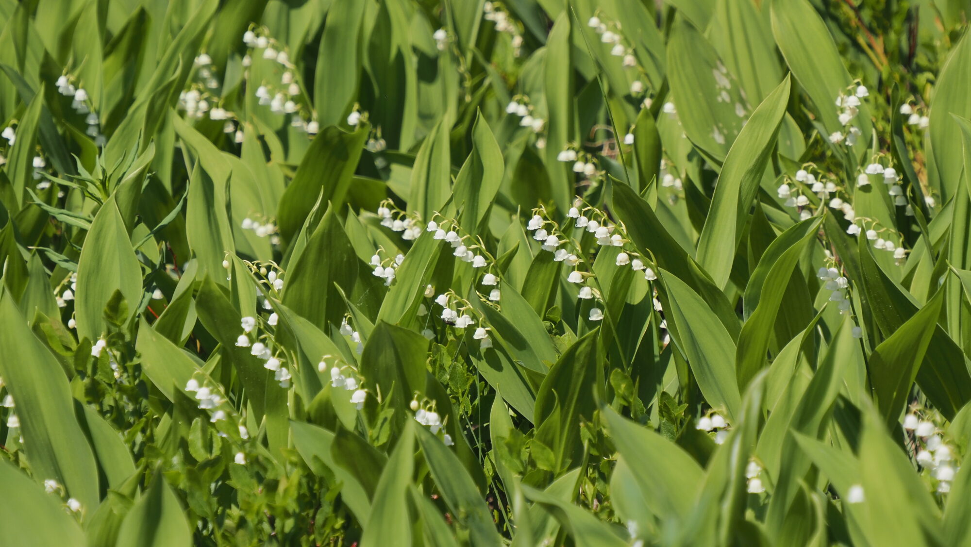 Valokuvaaja: Arja Valtonen Valokuvaaja: Arja Valtonen
