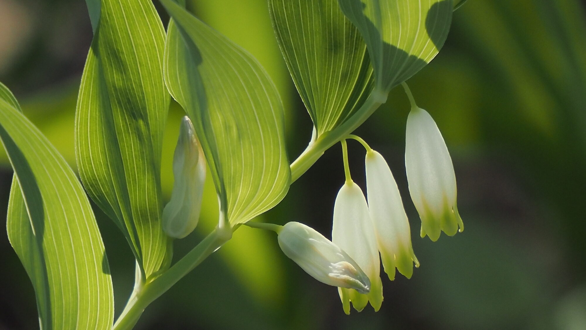 Valokuvaaja: Arja Valtonen