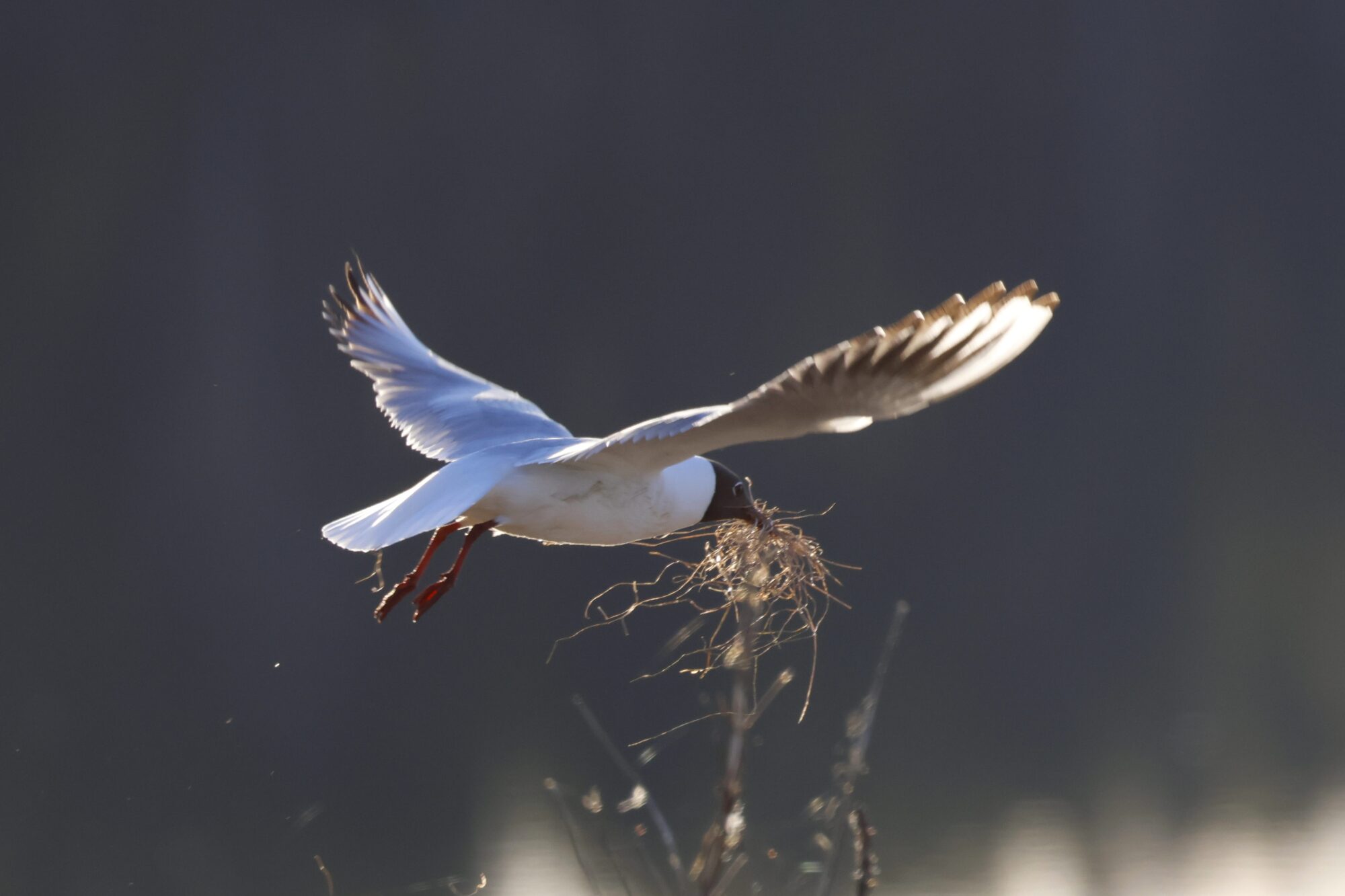 Valokuvaaja: TOMMI KUJALA