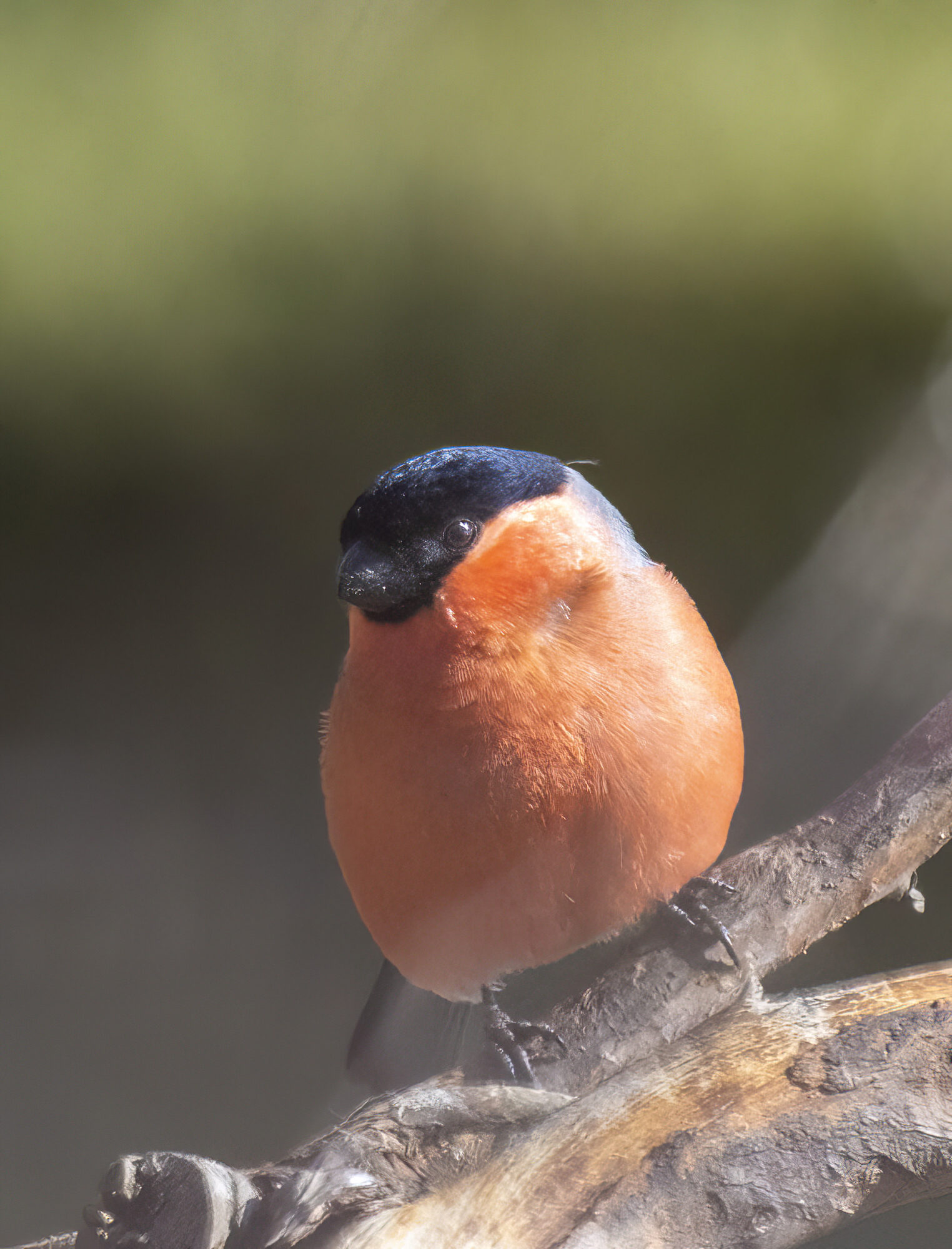 Valokuvaaja: Hannu Tikkanen