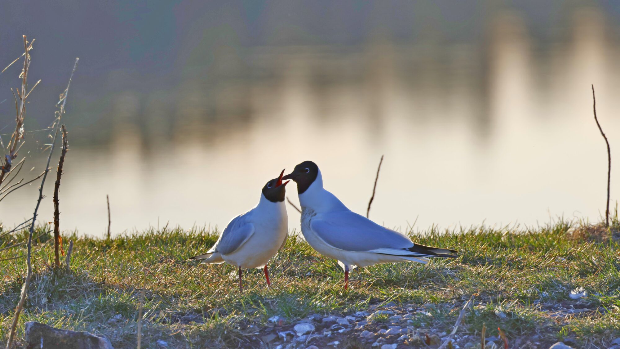 Valokuvaaja: TOMMI KUJALA