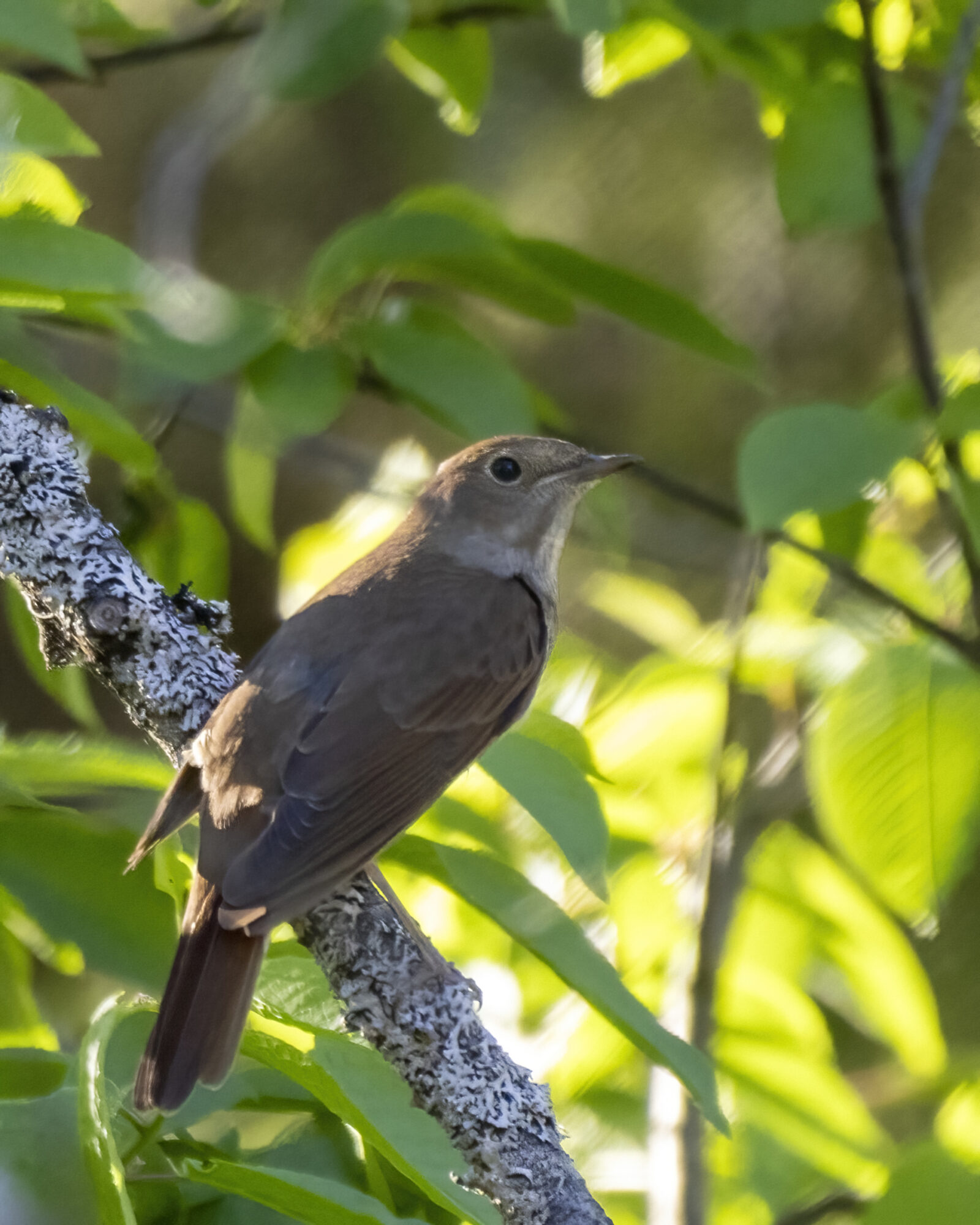 Valokuvaaja: Hannu Tikkanen