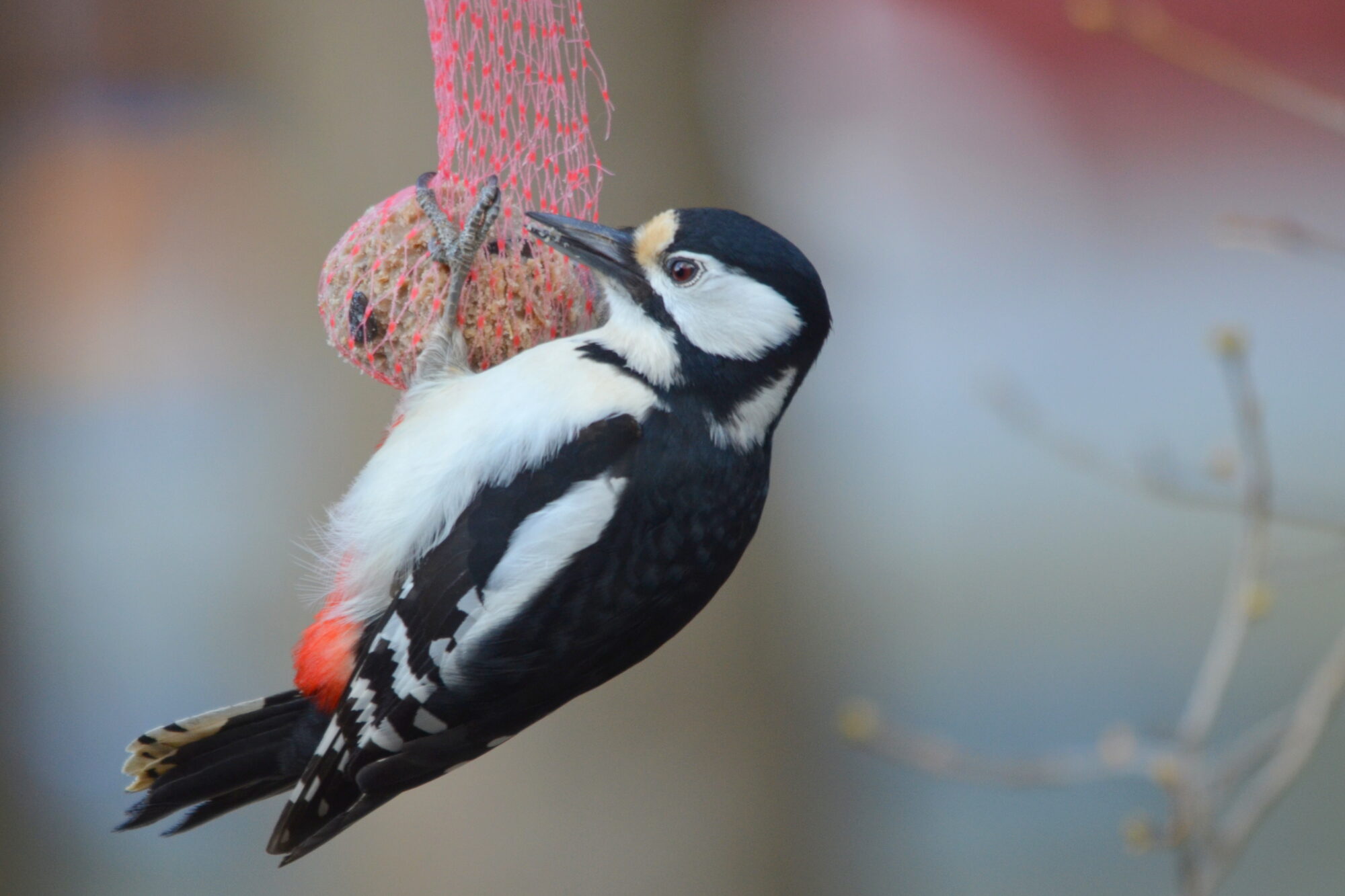 Valokuvaaja: Kaarlo Asikainen