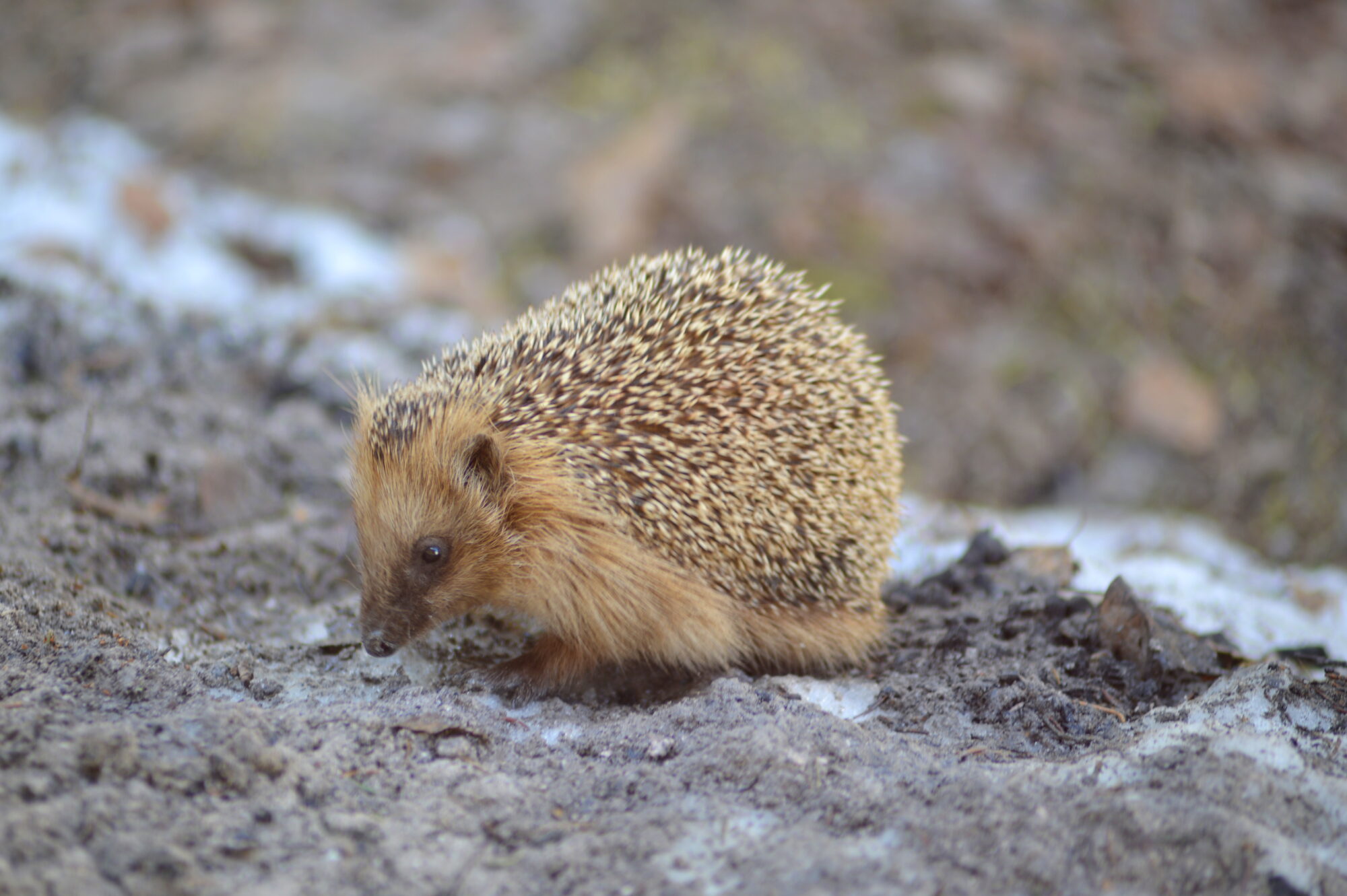 Valokuvaaja: Kaarlo Asikainen