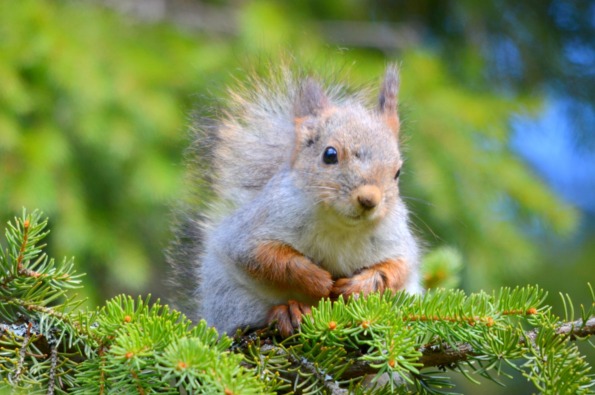 Valokuvaaja: Kaarlo Asikainen