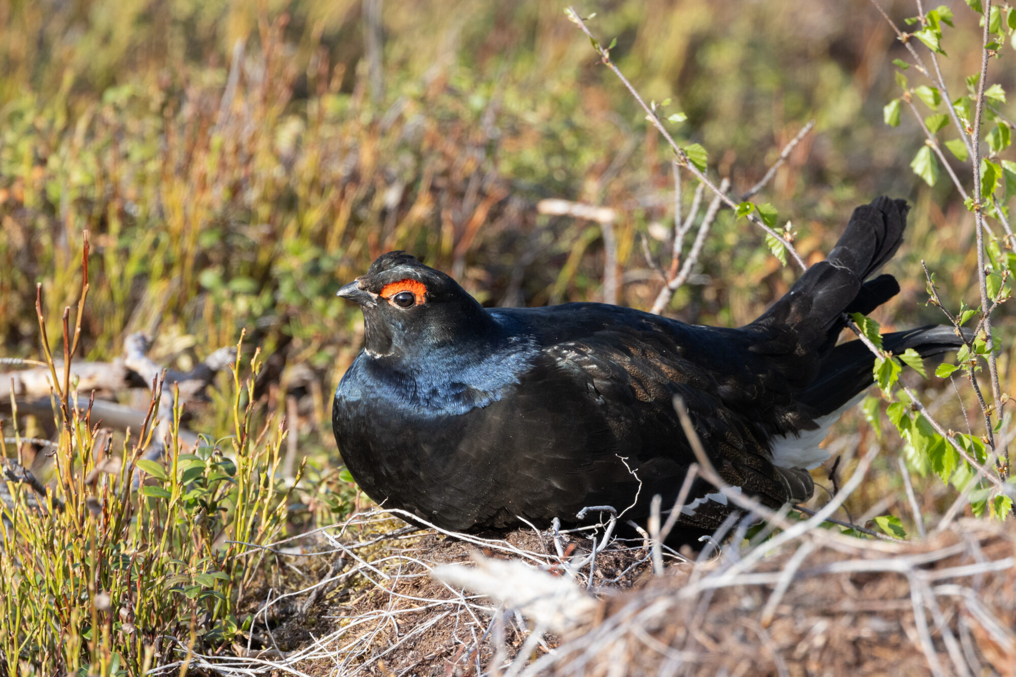 Valokuvaaja: TOMMI KUJALA