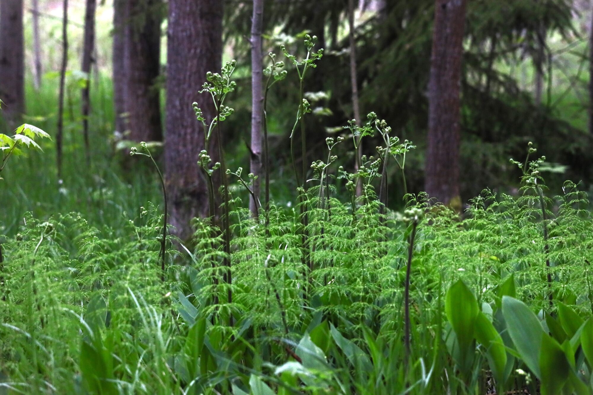 Valokuvaaja: Armi Järvinen