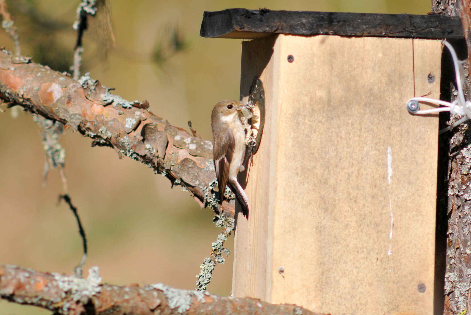 Valokuvaaja: Kaarlo Asikainen Valokuvaaja: Kaarlo Asikainen