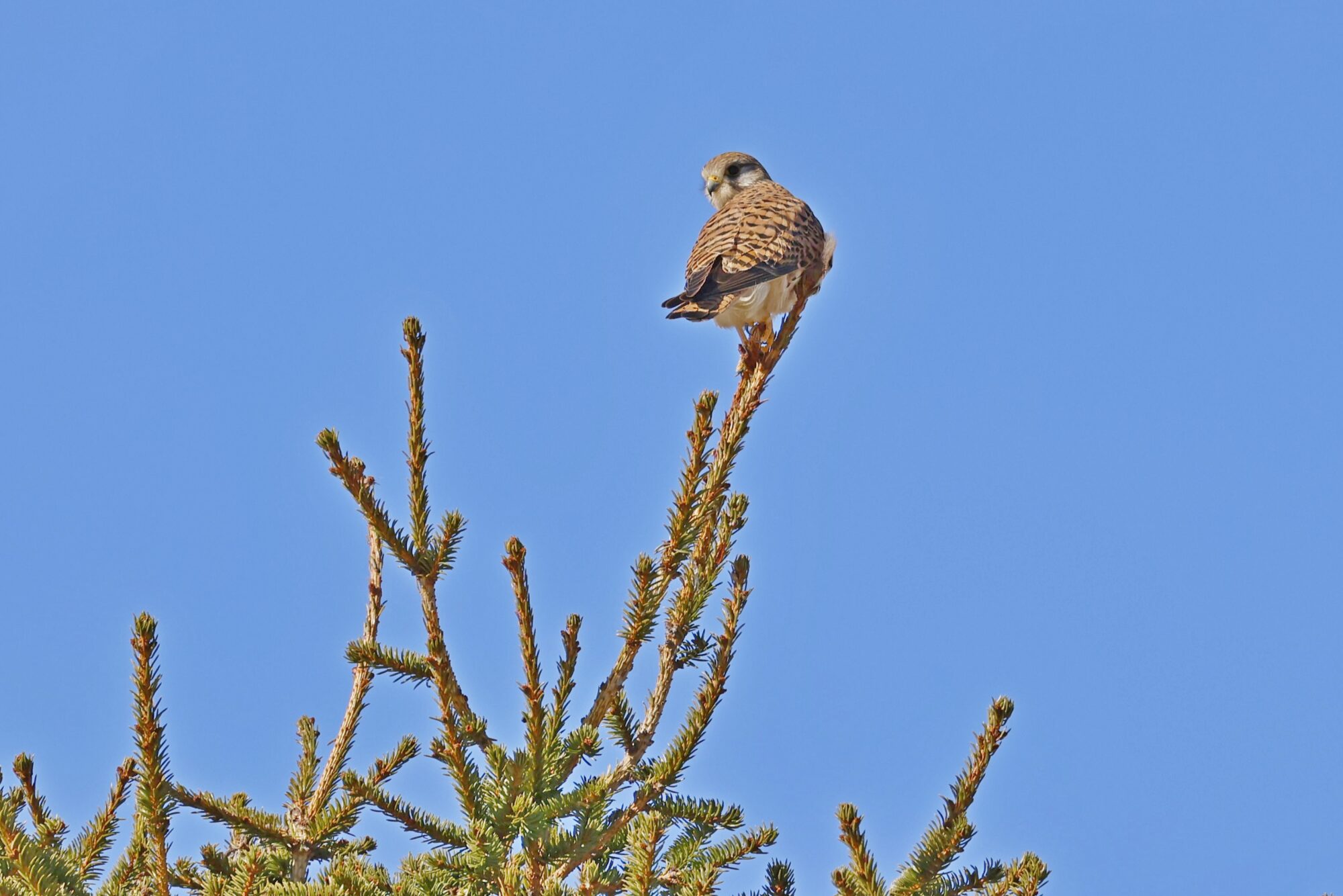 Valokuvaaja: TOMMI KUJALA